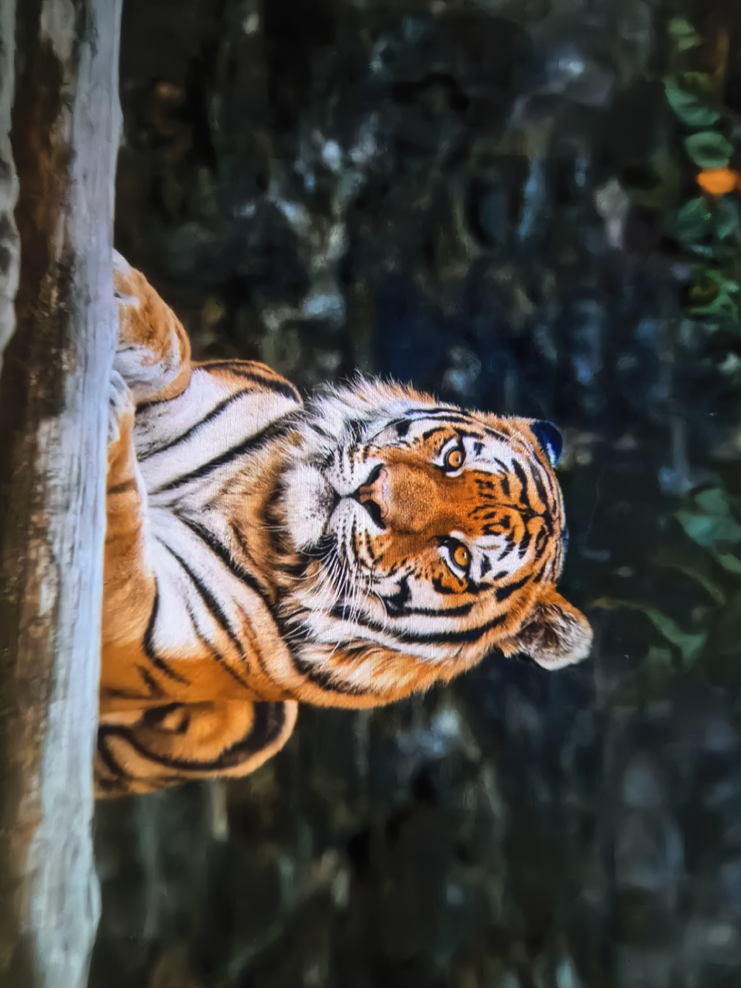 A tiger is positioned with its head tilted up and to the right, looking directly at the camera. The tiger's face is in sharp focus, displaying its orange and black stripes, bright yellow eyes with black pupils, and white whiskers. Its left paw is resting on a textured, light-colored tree trunk. The background is dark and blurred, with hints of green foliage and what appears to be a branch with orange berries. The image is oriented vertically, with the tiger's head at the top right and its body extending downwards and to the left.