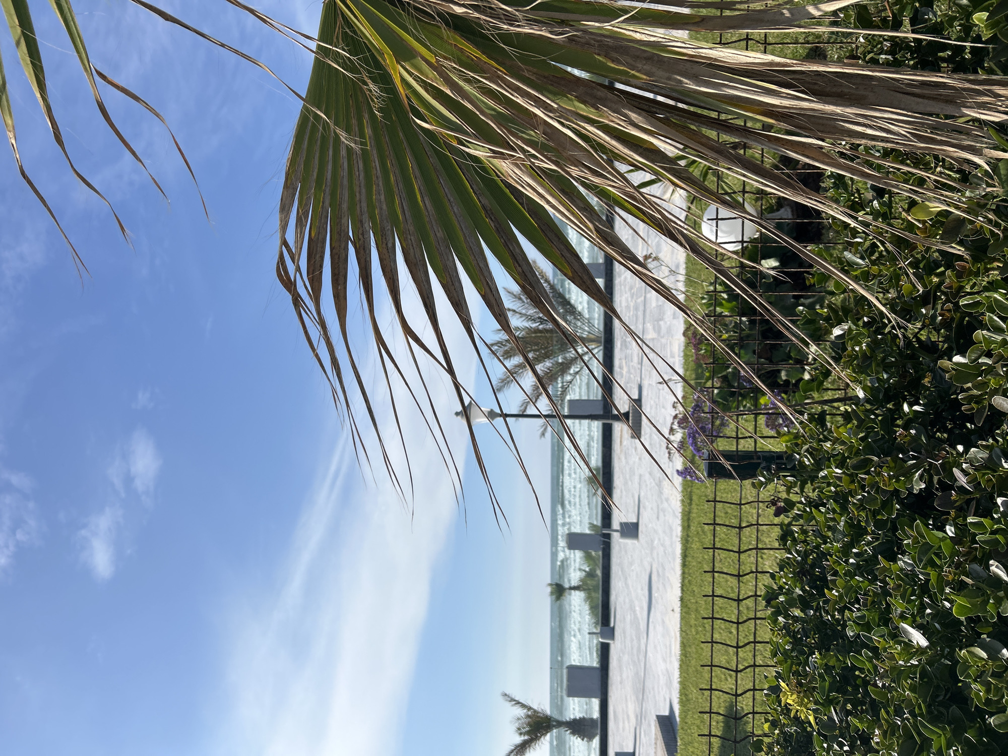 The image depicts a coastal scene likely along the Corniche Ain Diab in Casablanca, Morocco. A palm frond dominates the upper part of the frame, partially obscuring the view. Below, a paved promenade runs alongside the ocean. Benches are placed intermittently along the path. The ocean appears wavy with visible sunlight glinting off the surface. Smaller palm trees are spaced along the promenade. A dark metal fence separates the walkway from a green area with bushes and grass. The sky is a clear blue with wispy clouds. No people are visible in the frame.