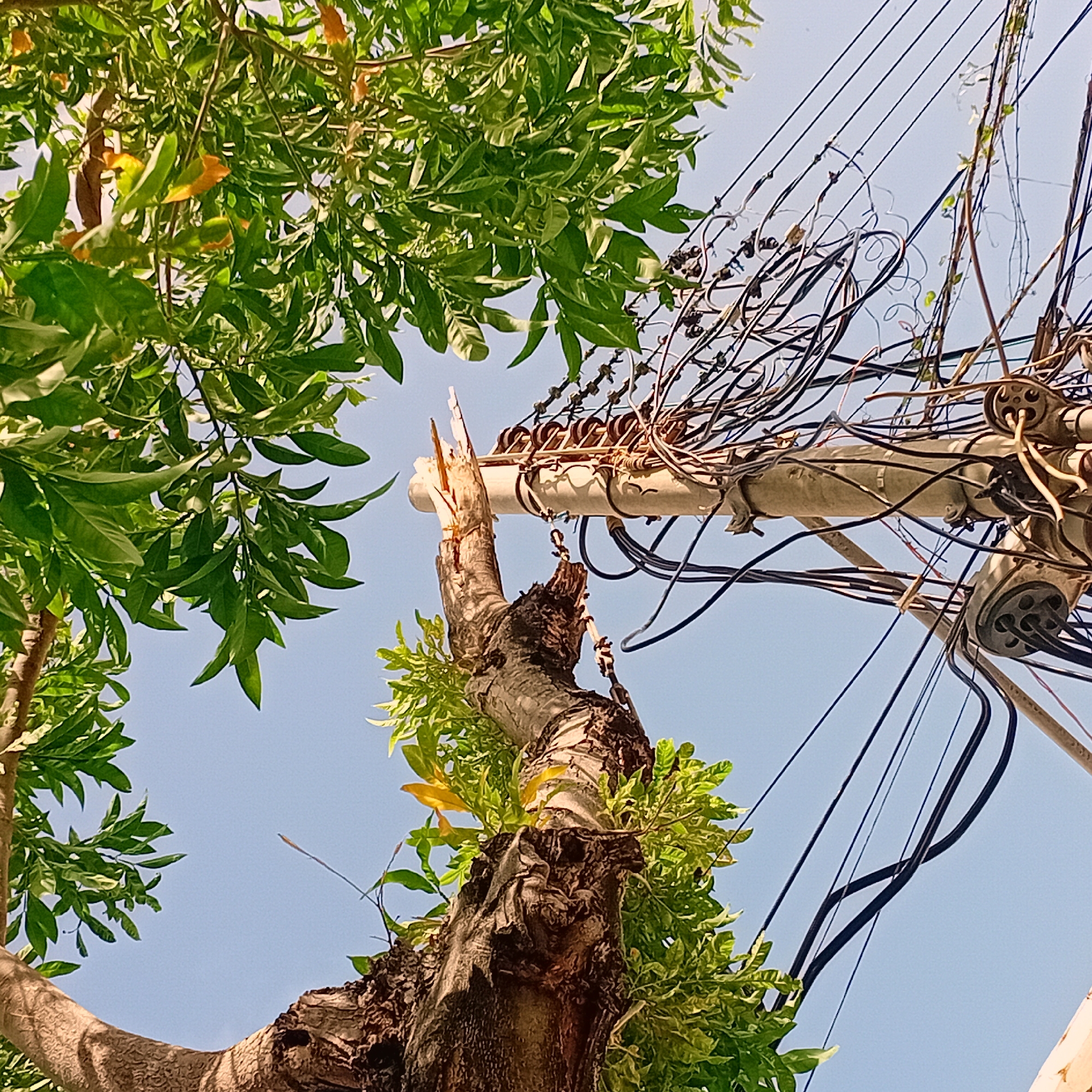 A low-angle shot reveals a section of tree meeting a utility pole. The tree's trunk, dark and textured, supports a broken branch that touches the pole. Green foliage is visible on both sides of the scene, framing a patch of pale blue sky. The utility pole is topped with a tangle of wires. The scene appears to be located in the city of Unknown, Unknown.