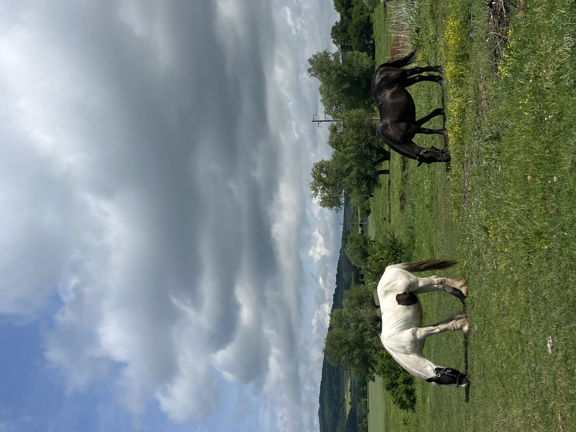 Two horses graze in a field in Lozarevo, Bulgaria. One horse is black, the other is white with a black face and spots on its body. The field is grassy with some yellow wildflowers. Trees are scattered throughout the field and on a hillside in the background. Power lines are visible in the distance. The sky is partially cloudy.