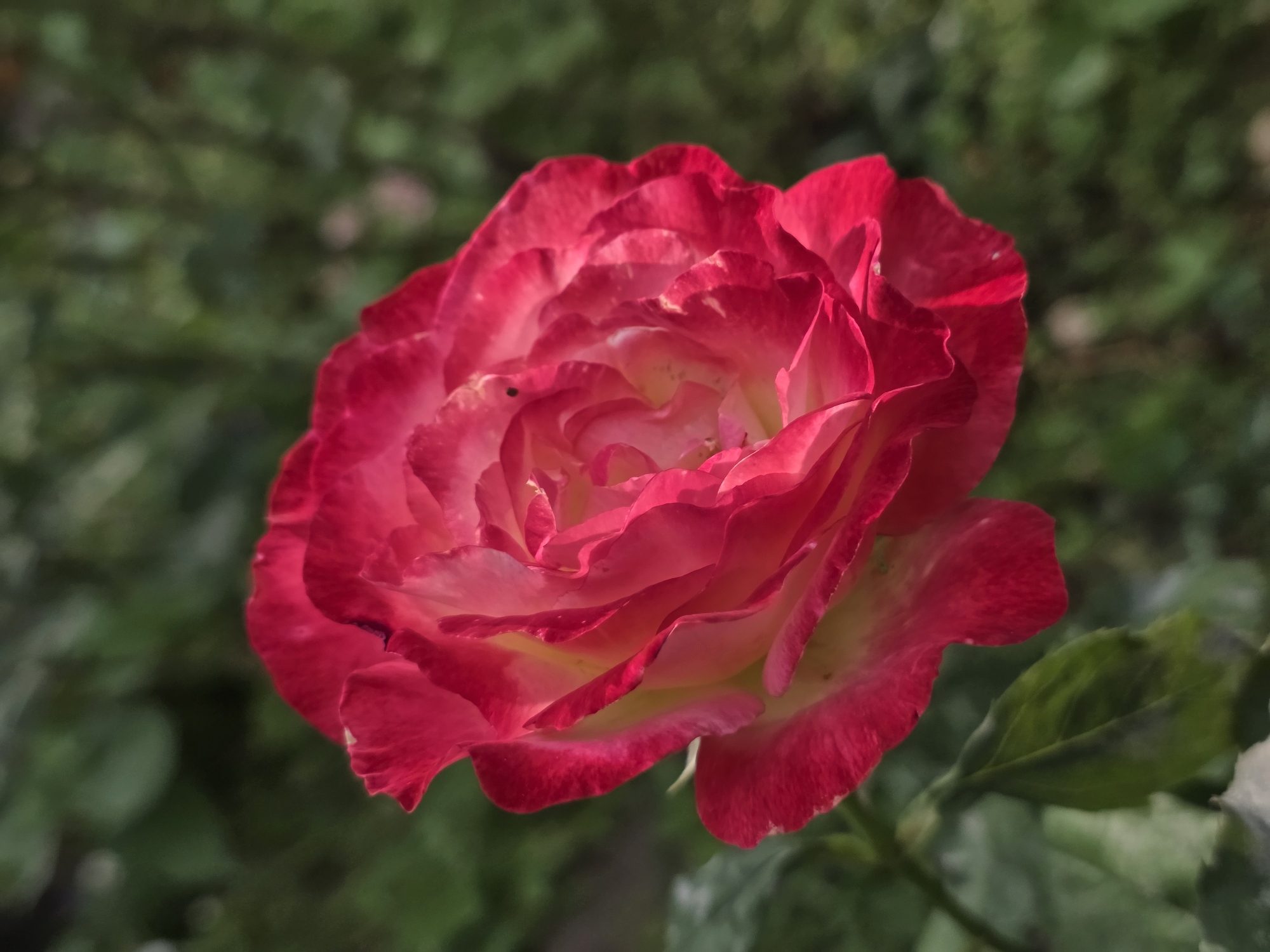 This is a close-up, high-angle shot of a single, vibrantly colored rose. The rose is predominantly a deep red on its outer petals, which gradually transitions to a lighter pink and then a creamy yellow towards the center. The petals are layered and unfurling, showcasing intricate textures and soft curves. Some petals have delicate, ruffled edges, while others are smoother. A few small, dark specks, possibly dust or tiny insects, are visible on some of the petals.
The rose is the sole subject in focus, positioned slightly off-center to the left. The background is a soft, out-of-focus blur of green foliage, suggesting the rose is in a garden or natural outdoor setting. The lighting appears to be natural, likely daylight, with the sunlight highlighting the different colors and textures of the petals. The overall mood conveyed is one of natural beauty and delicate elegance. There is no visible text in the image, and no people or explicit activity are depicted. The time of day and weather conditions are implied to be pleasant and suitable for outdoor growth.