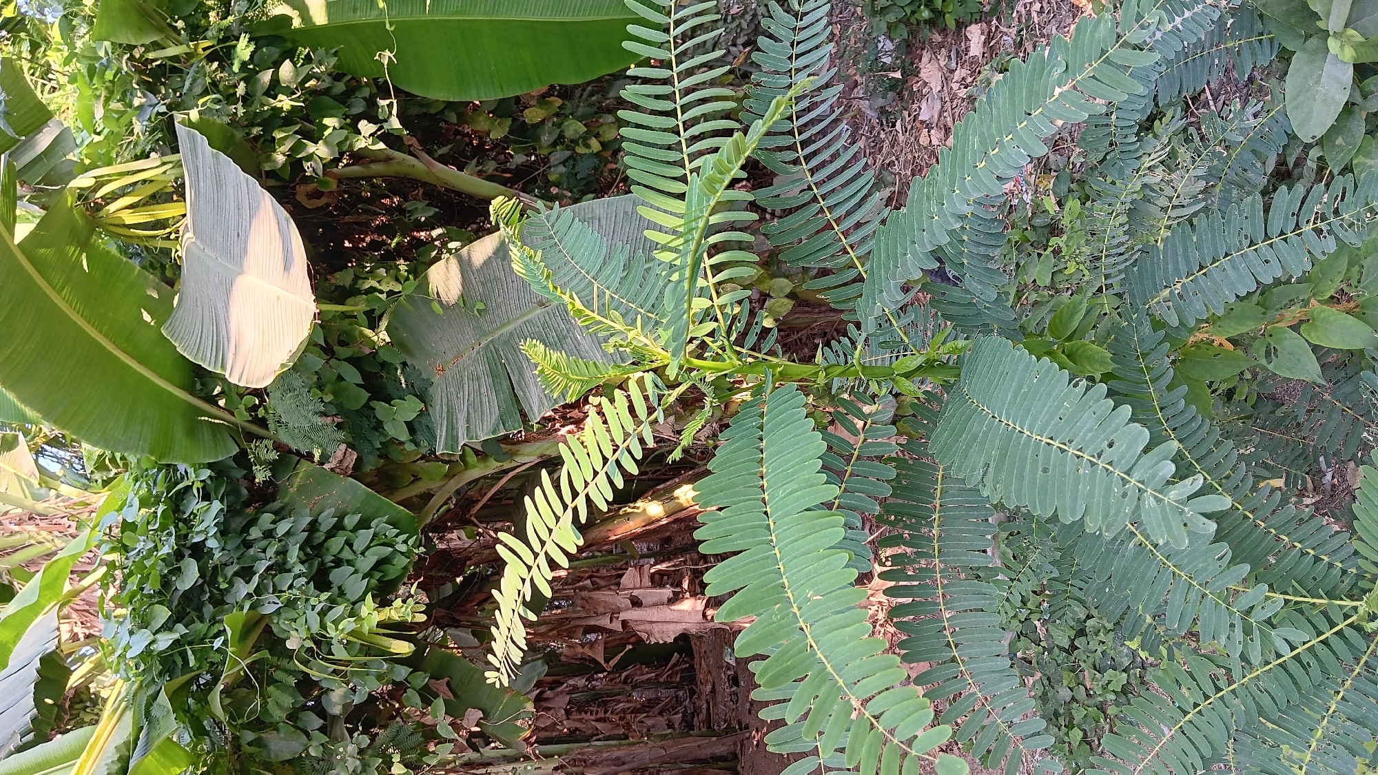 In Sonobekel, Indonesia, a photograph captures a dense, verdant natural setting. The foreground is dominated by a low-growing plant with large, feathery green leaves, arranged in a pinnately compound structure along its stems. The leaves exhibit a light green hue and are dotted with small, irregular holes, suggesting insect activity or natural wear. Behind this plant, a wall of lush vegetation rises, featuring large, broad leaves characteristic of banana plants, interspersed with vines and other smaller green foliage. The backdrop consists of a tangle of plant stems and dried leaves, hinting at a natural, somewhat unkempt environment. Sunlight filters through the canopy, casting dappled shadows and highlighting the textures of the leaves. There are no people or visible man-made structures in the image.