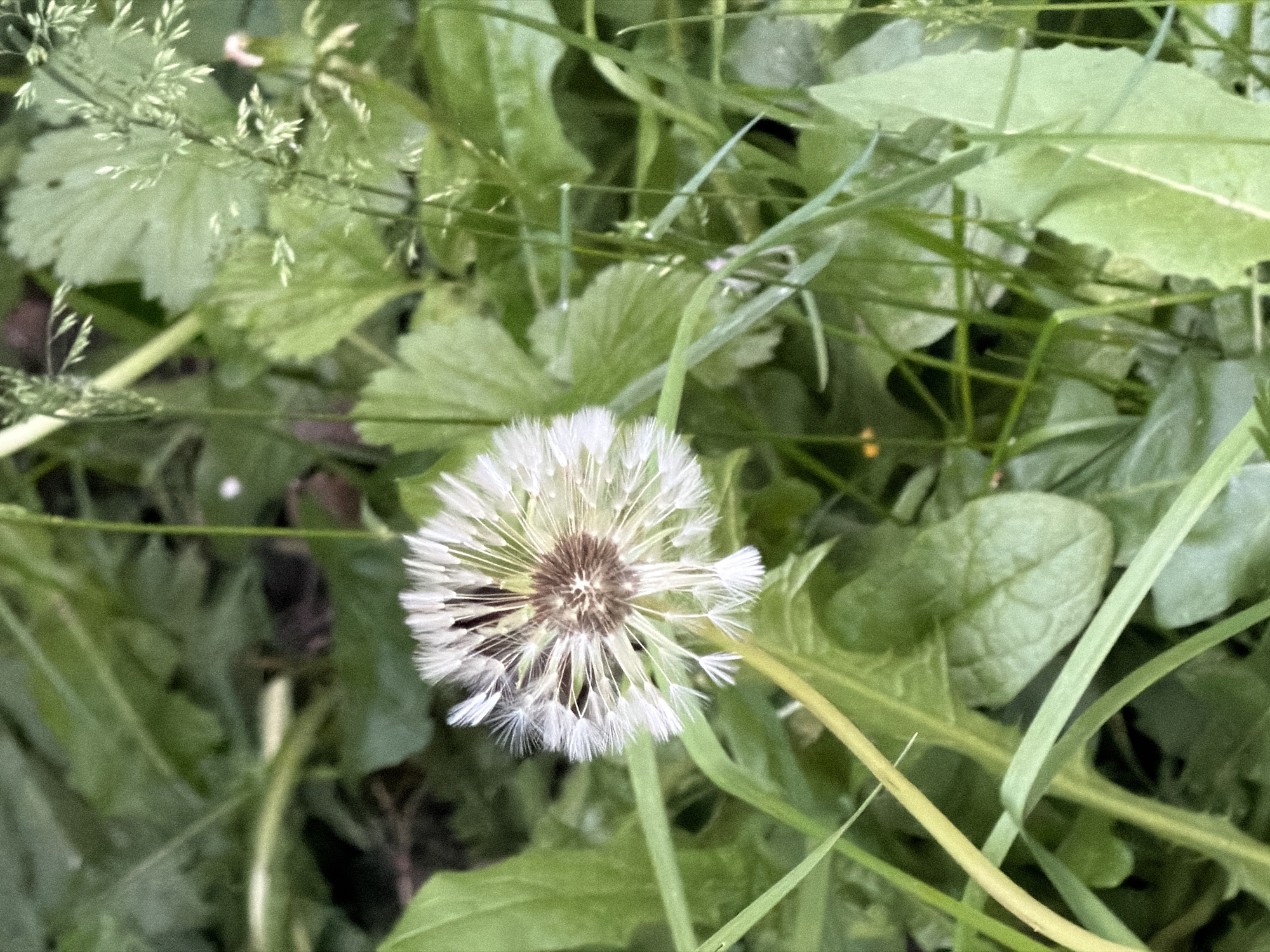 The image shows a dandelion seed head amidst green grass and other foliage. The seed head is mostly intact, with many of the seeds still attached. Some seeds have already dispersed, leaving gaps in the spherical structure. The background is filled with various green plants, suggesting a natural, unkempt area. The image was taken in the city of Moscow, Russia.