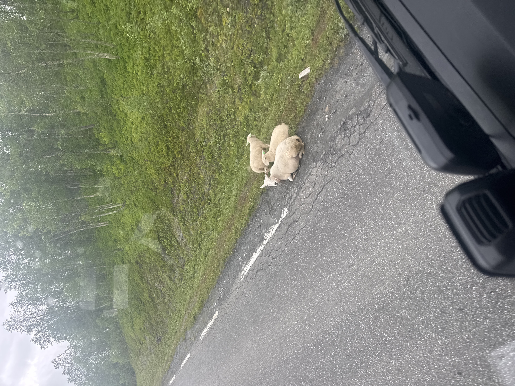 A flock of four sheep is resting on the shoulder of a paved road, which is cracked and has white lane markings. The sheep are light-colored and appear to be of the same breed. The road is bordered by a grassy slope that rises to a densely wooded area with birch trees and undergrowth. The sky is overcast. The image appears to have been taken from inside a vehicle, with part of the dashboard and windshield wiper visible in the foreground. The location is identified as being near Bodø, Norway.
