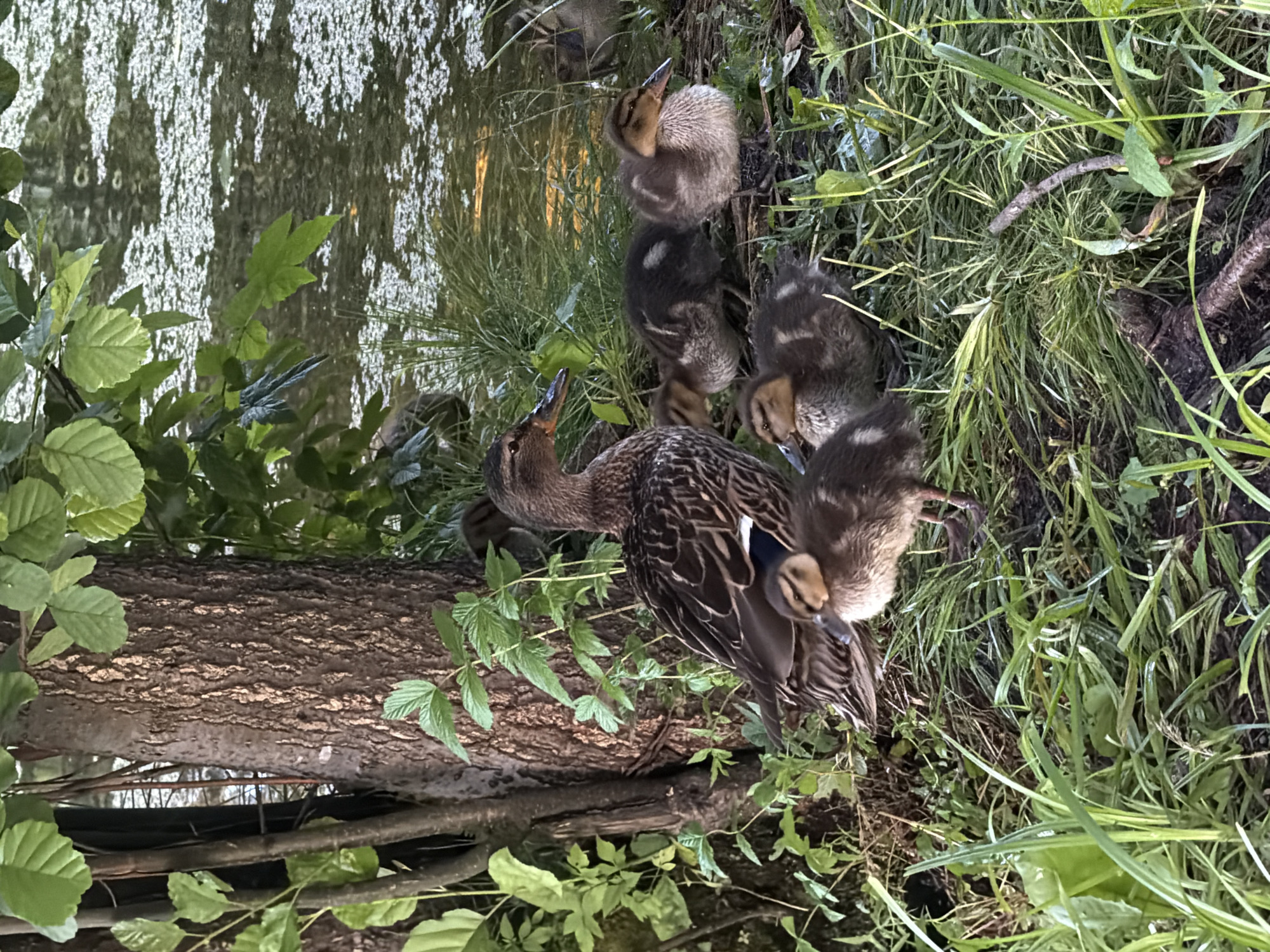 The image shows a mother duck and several ducklings in the grass near a body of water. The mother duck is in the center left of the frame, facing right. She has brown and black patterned feathers. Several ducklings are clustered around her. One duckling is in the foreground, facing left, with brown and tan downy feathers. Other ducklings are behind it, also with brown and tan feathers. The environment is lush and green, with tall grass and foliage. A tree trunk is visible to the left of the ducks. The water in the background appears calm and reflects the surrounding greenery. The scene suggests a natural habitat.