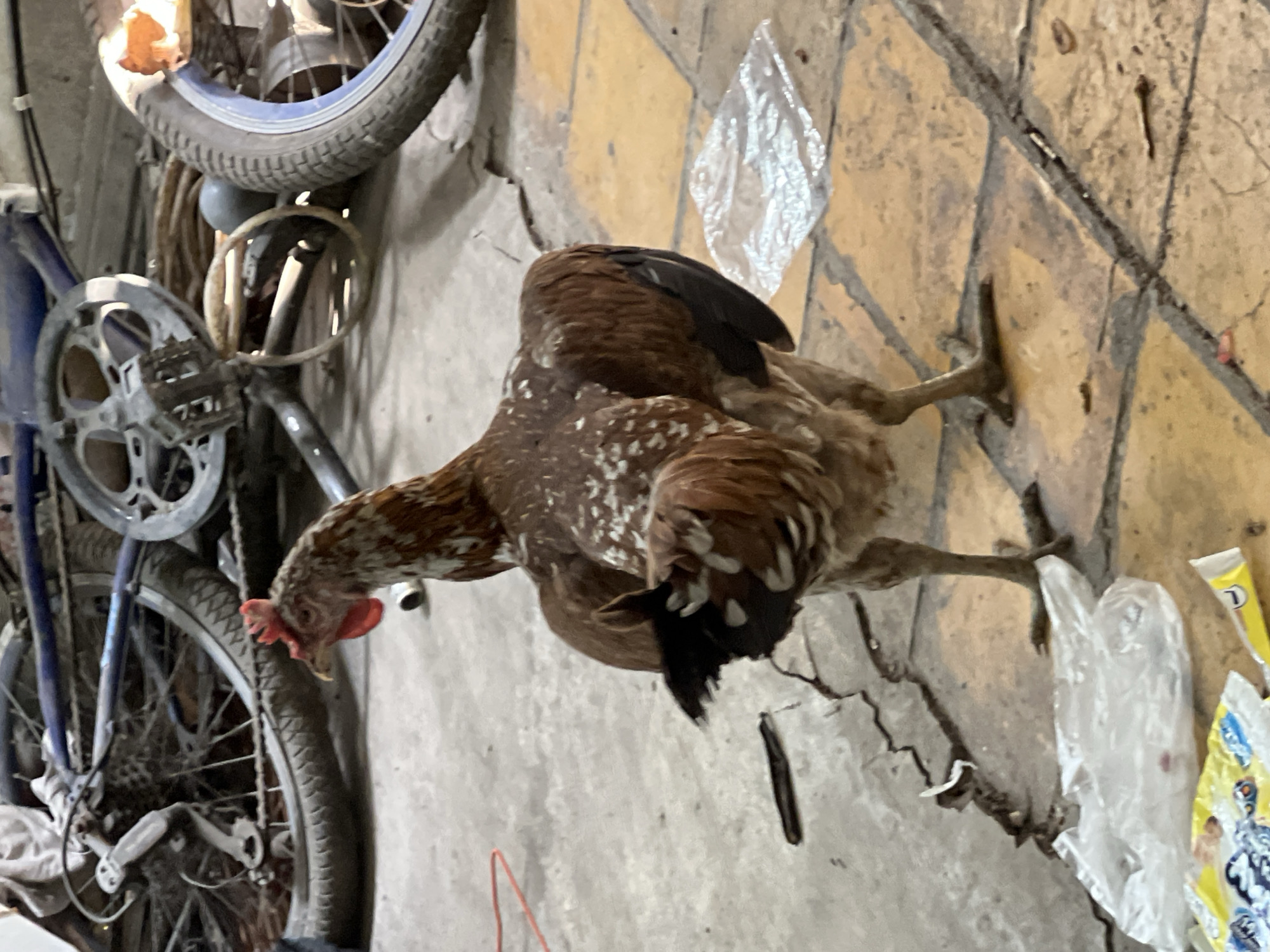 A brown and white chicken stands facing away from the camera on a tiled and concrete floor. In the background, parts of bicycles are visible, including wheels, pedals, and handlebars. The environment appears to be an outdoor or semi-outdoor area, possibly a storage space or alleyway, with scattered debris including plastic bags. The lighting suggests it is daytime.