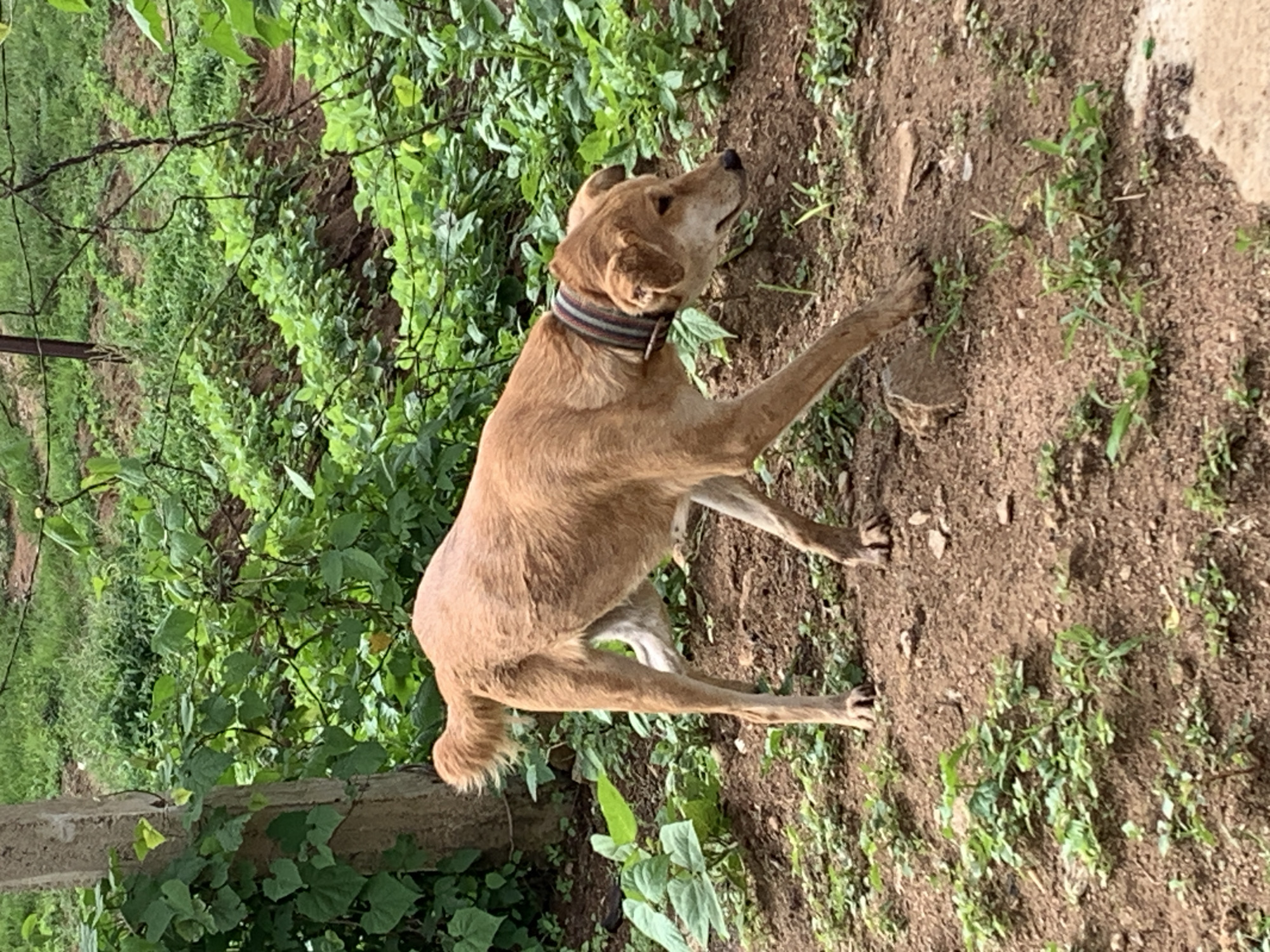 A light brown dog with a striped collar is walking on dirt ground near lush green vegetation. The dog is facing to the right and appears to be sniffing the ground. The environment suggests an outdoor, rural or semi-rural setting, possibly in the outskirts of Zawan, Nigeria. The vegetation includes various leafy plants and some taller green stalks. There is a concrete post to the left of the frame, and some dry brown soil with scattered green weeds on the ground. A barbed wire fence can be seen in the background, partially obscuring rows of planted greenery.