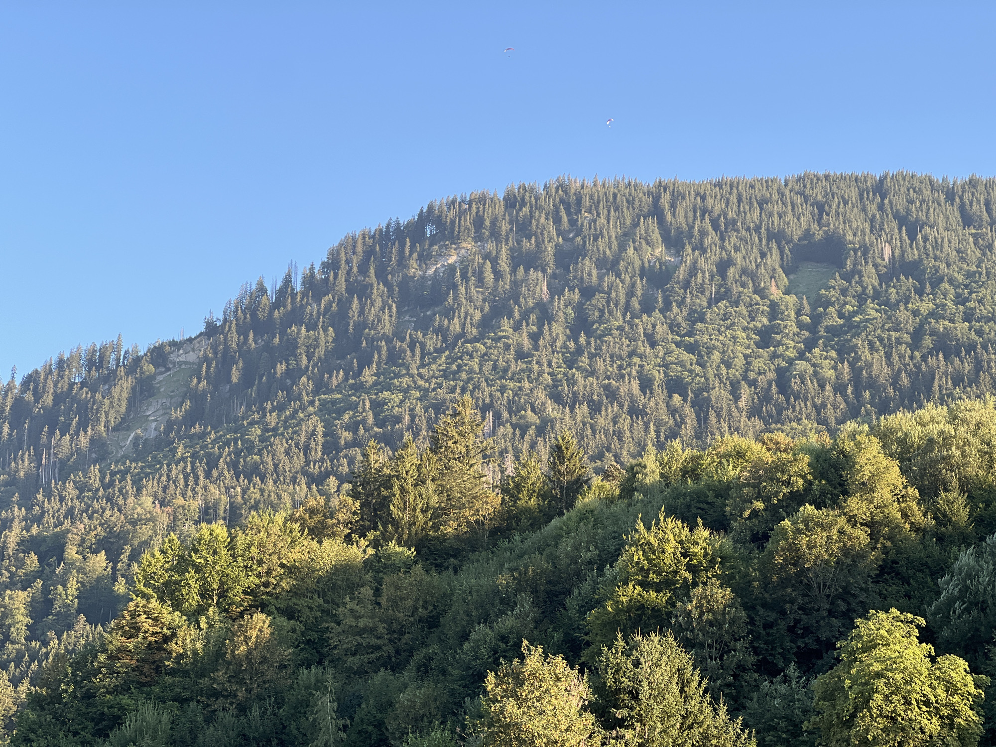 The image depicts a mountain slope covered in a dense forest of evergreen trees, likely firs or spruces, under a clear blue sky. In the foreground, there is a lower section of forest with a mix of deciduous and evergreen trees, some of which are illuminated by sunlight, creating a dappled effect. In the distance, higher up the mountain, the trees are more uniform and densely packed, with some rocky outcrops visible. Two paragliders are visible in the sky, appearing as small dots against the blue. The scene suggests a natural, mountainous landscape, possibly in the Alpine region. Given the location specified, this scene is likely situated in or near Immenstadt im Allgäu, Germany, a town known for its proximity to the Allgäu Alps.