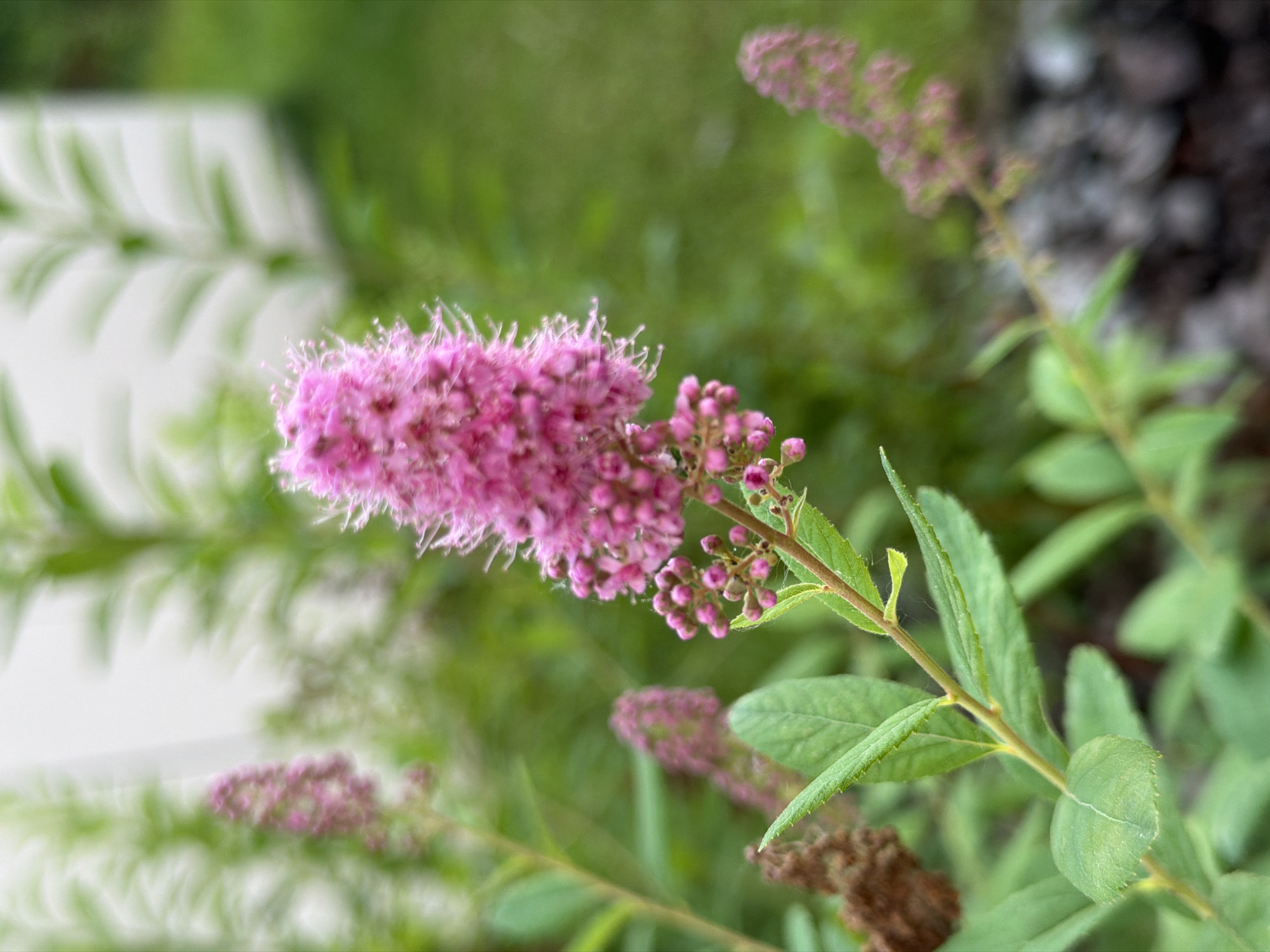 An extreme close-up shot focuses on a cluster of bright pink flowers, likely from a Spirea shrub, in an outdoor setting. The flowers, tightly packed in a conical shape, are surrounded by lush green leaves, some of which are slightly blurred. The background is a soft bokeh of green foliage and what appears to be a white building, suggesting a garden or park environment. The lighting is natural, casting a gentle glow on the delicate petals and stamens. The depth of field is shallow, drawing all attention to the central bloom. The location is noted as Unknown, Unknown.