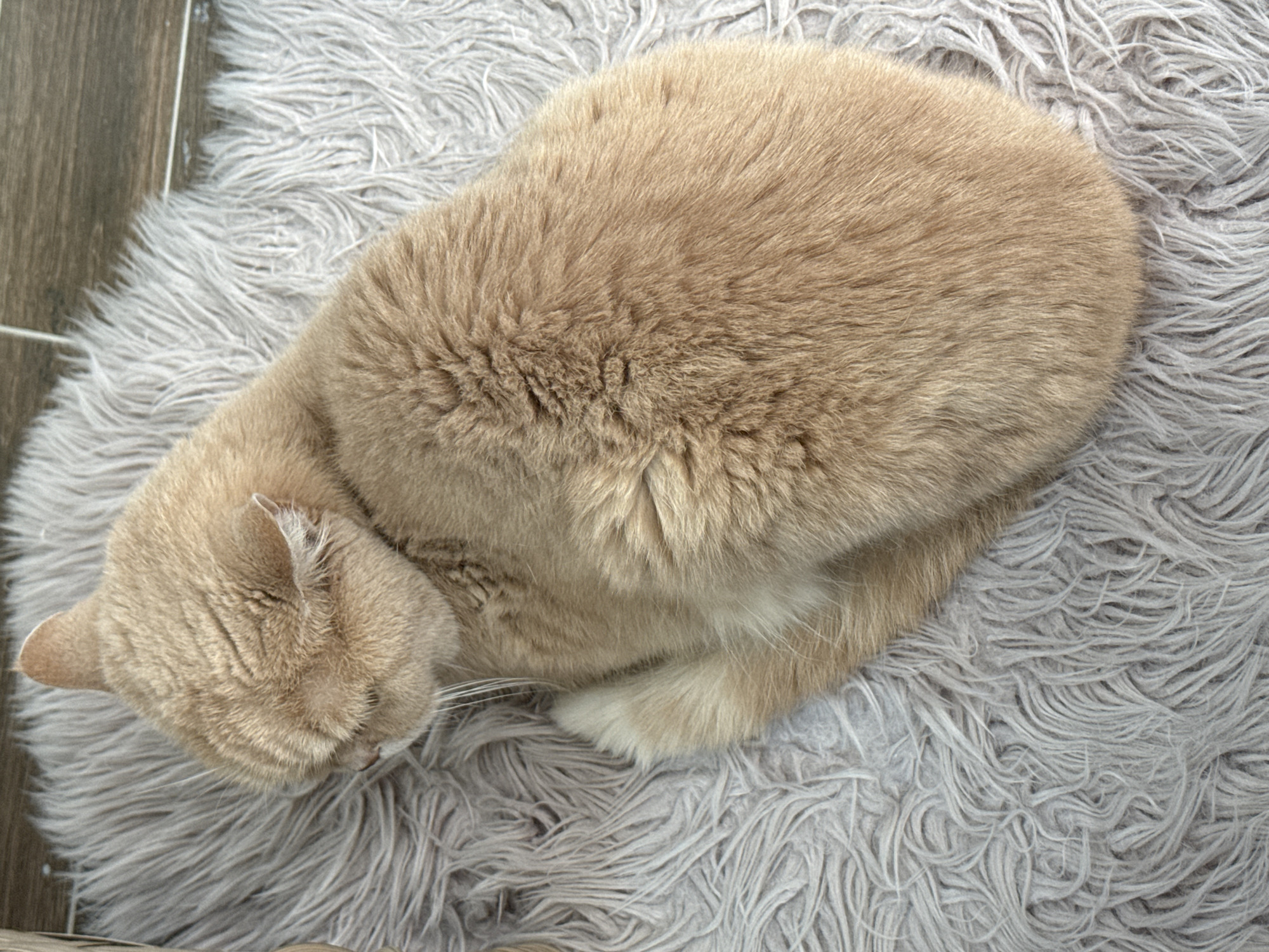 A peach-colored cat is curled up asleep on a grey, shaggy rug. The cat's head is tucked close to its body, and its paws are tucked underneath. The rug is placed near a wooden floor. The location is unknown.