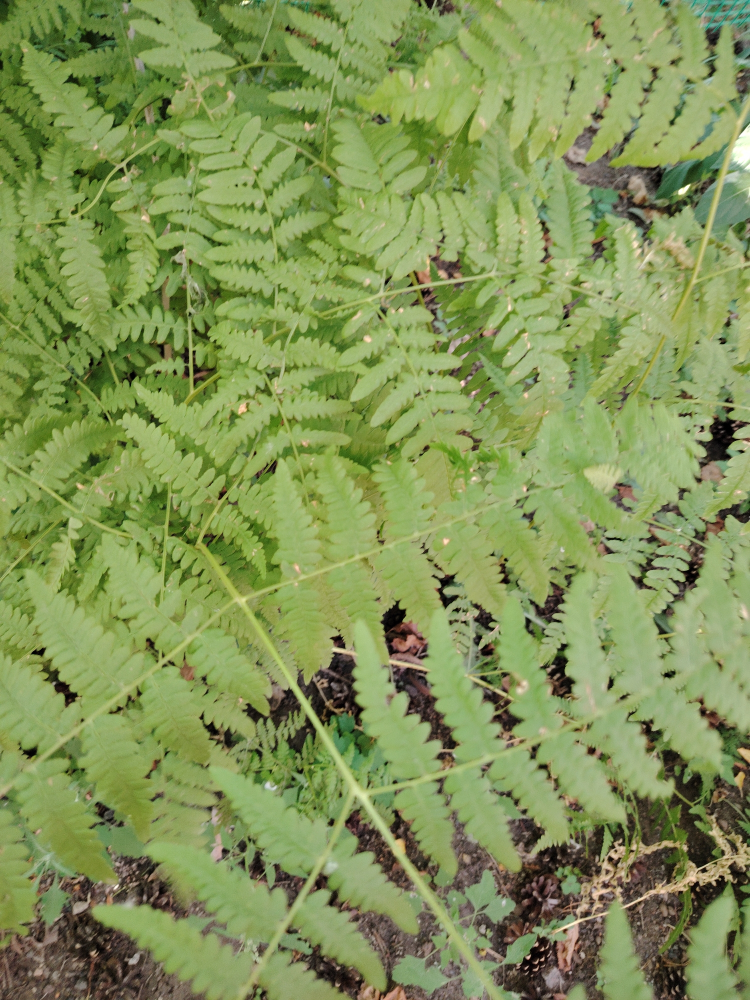 The image shows a close-up, overhead view of green fern fronds growing densely. The fronds are large and feathery, with serrated edges. The background is blurred, showing dark soil with some fallen leaves and possibly pine cones. The scene appears to be an outdoor natural setting, likely a garden or park. There are no people or animals visible in the image. The lighting suggests it is daytime. This image does not contain any identifiable landmarks or features that would allow for specific location identification within Astana, Kazakhstan.