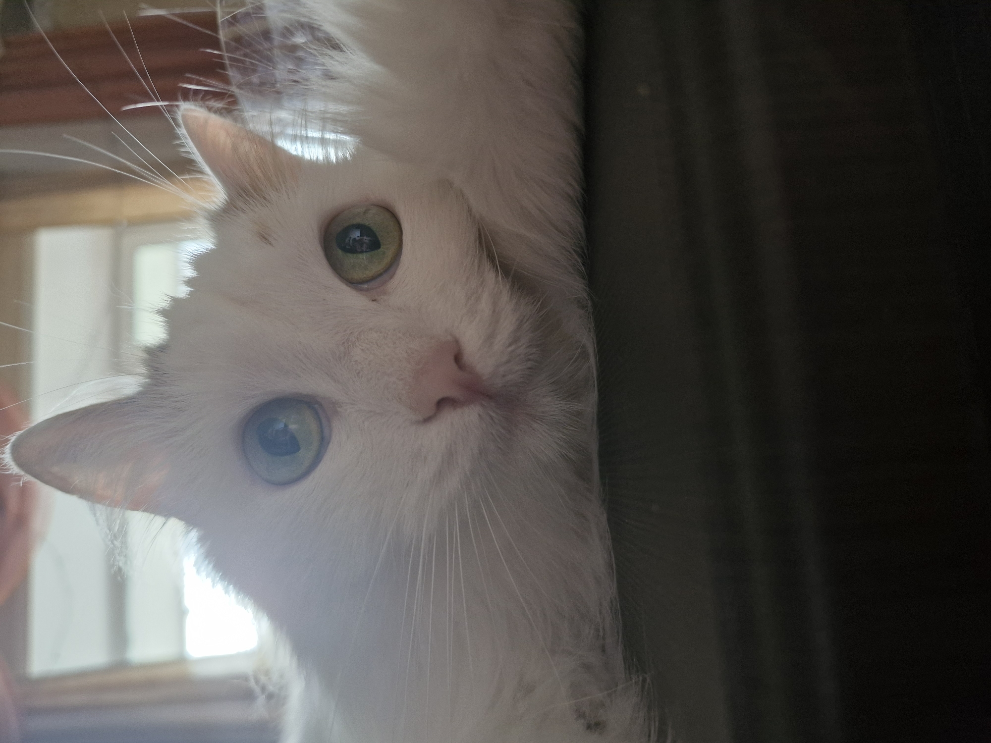 A close-up, slightly off-center image depicts a white cat with green eyes. The cat's face is oriented towards the viewer, positioned at an angle. A window is visible in the background, slightly out of focus, with natural light illuminating the left side of the frame. The right side of the frame is darker, with what appears to be a dark surface or object partially obscuring the view. The location is unknown.
