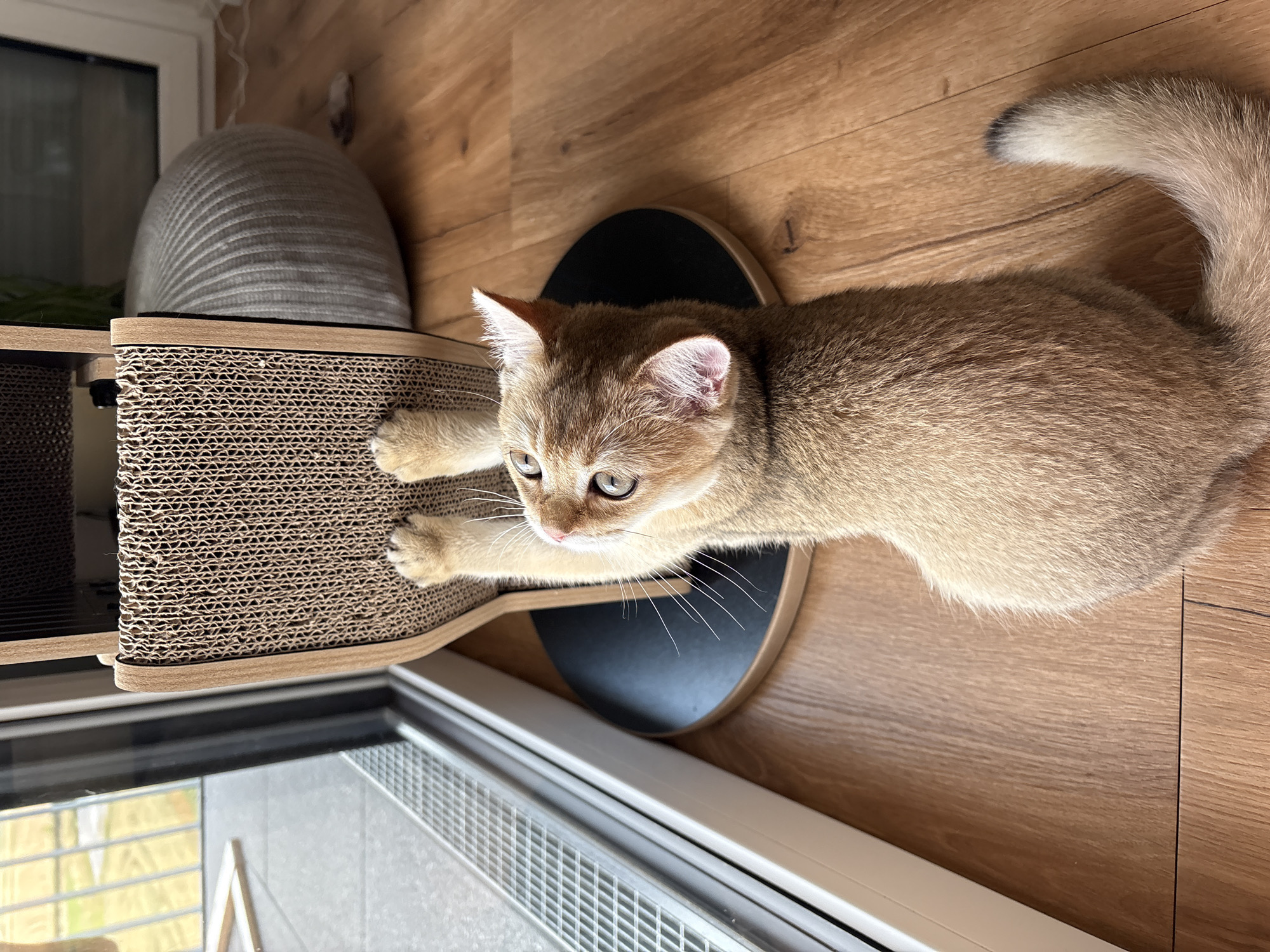 A golden kitten is scratching a cardboard cat scratching post in a brightly lit room with wooden floors. The kitten is positioned in the foreground, facing away from the viewer and looking up at the scratching post. Its front paws are extended and gripping the textured surface of the cardboard. The kitten has large, green eyes and light brown fur. The scratching post is made of corrugated cardboard and has a wooden frame and base. In the background, a large, grey, knitted ottoman is visible next to a window. Outside the window, a balcony with some metal railings and a few objects can be seen. The scene appears to be a domestic indoor environment. The location is identified as Bönnigheim, Germany.