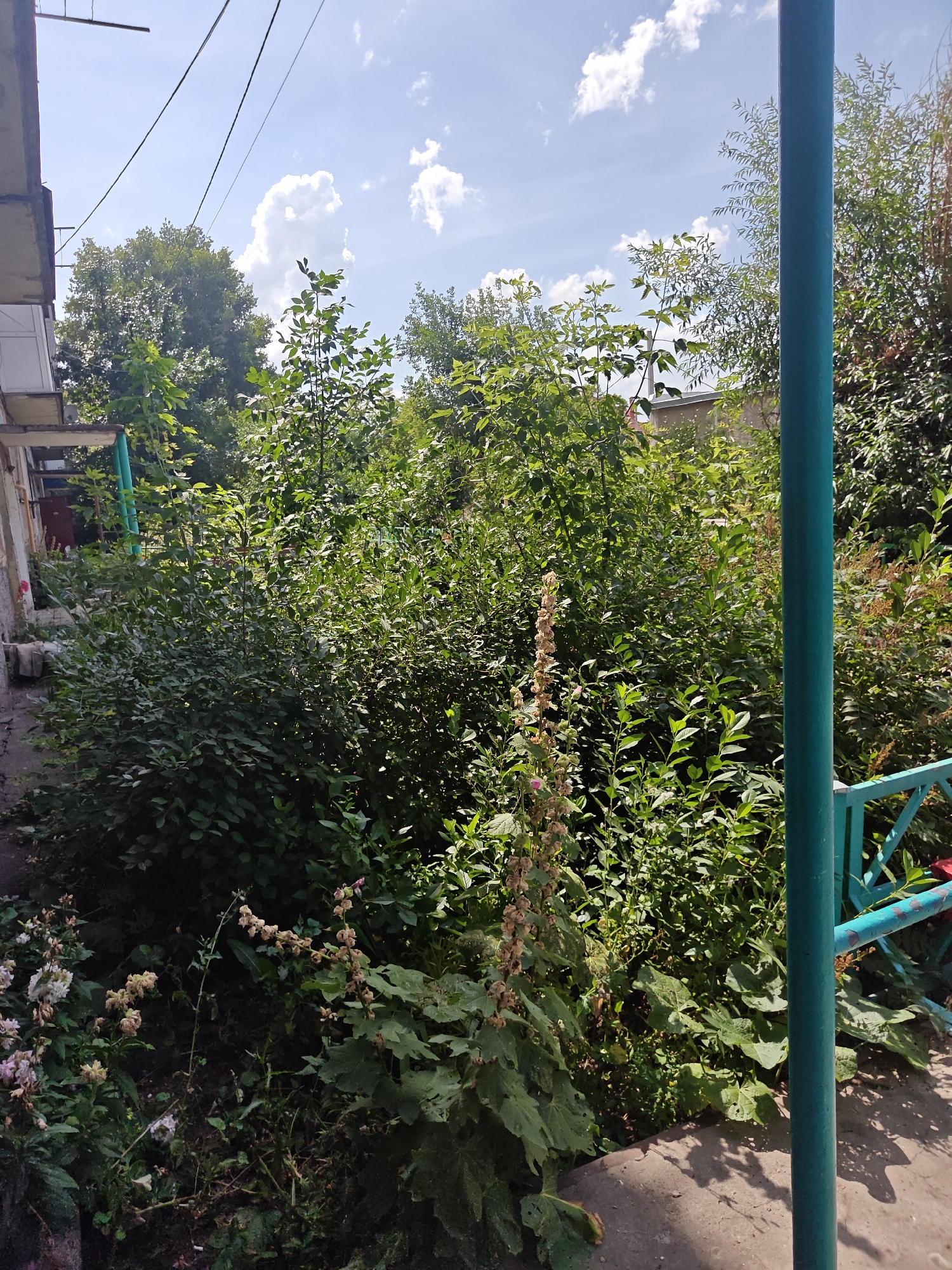 The image depicts an overgrown garden area, likely a backyard or courtyard, adjacent to a building. A light-colored, multi-story building with balconies is visible on the left. The garden is dense with various green foliage, including bushes and trees. A tall, dry stalk with seed pods is prominent in the center foreground. A turquoise metal railing and a thick turquoise pole are present on the right side of the frame. The ground is a mix of dirt and a concrete pathway. The sky above is blue with scattered white clouds. The scene appears to be a private residential area in Petropavl, Kazakhstan, characterized by its lush vegetation and weathered building structures. No people are visible in the image.