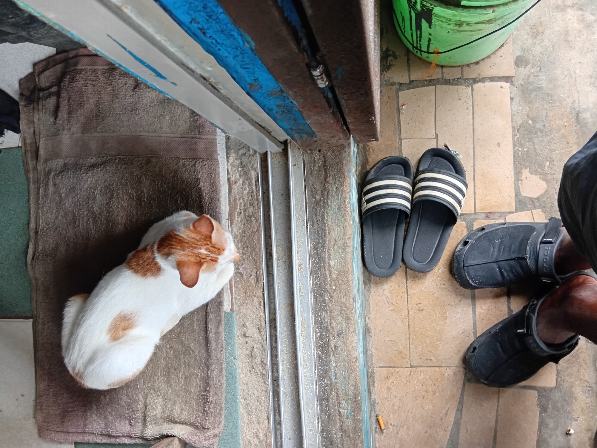 A white and orange tabby cat is resting on a brown rug in front of a doorway. The cat is curled up and appears to be sleeping. In front of the doorway, on the floor, there are two pairs of sandals. One pair is black and white striped, and the other pair is black. There are also two cigarettes on the floor near the doorway. A green object, possibly a bucket or bin, is visible to the right of the doorway. The floor is tiled with a light brown and grey pattern. The scene suggests an outdoor or semi-outdoor space, such as a patio or entryway.