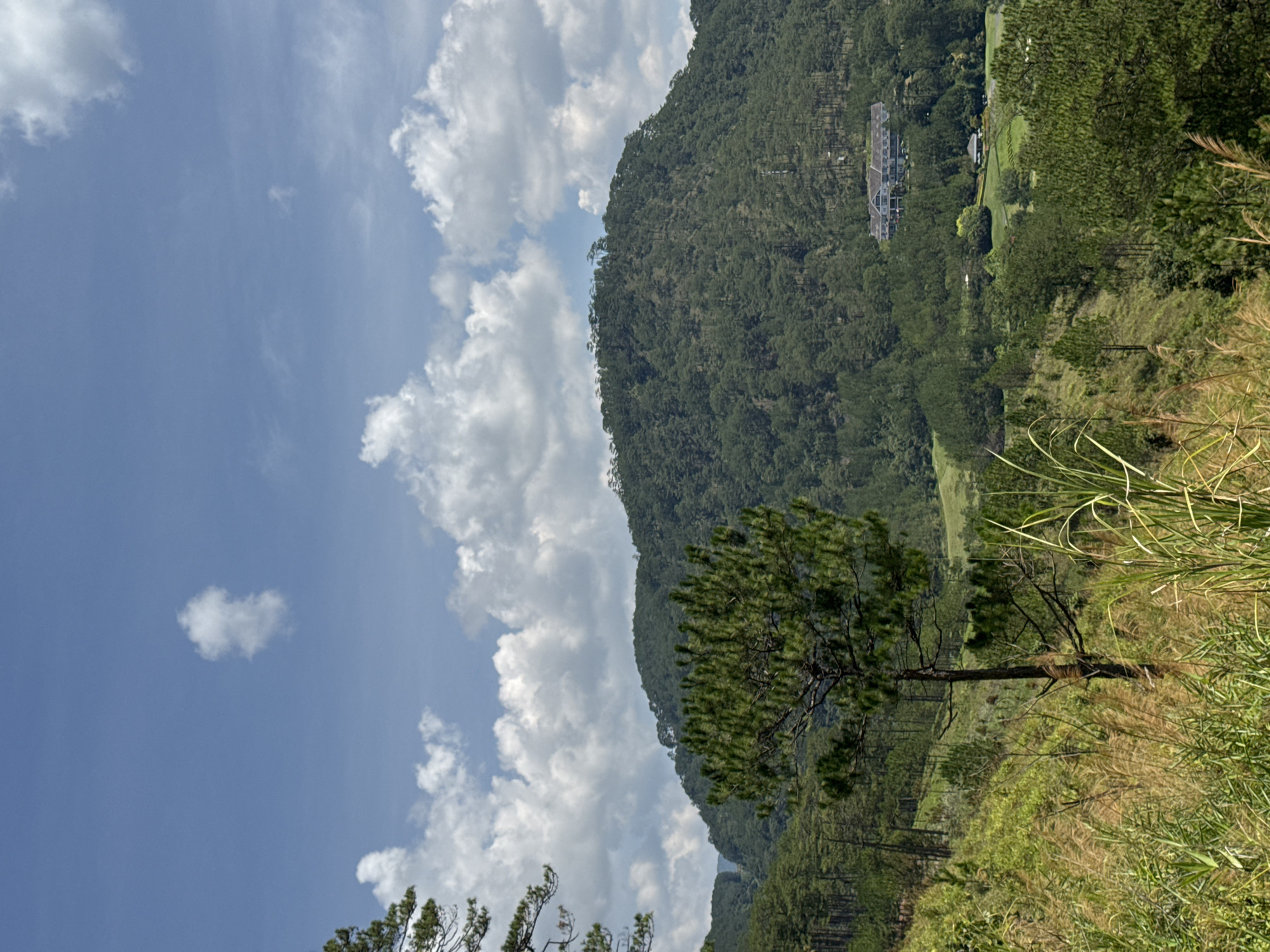 The image shows a landscape in Hiep Thanh, Vietnam. A tree with a thin trunk and green foliage dominates the foreground. Behind the tree, a mountain densely covered in trees rises, with a large building visible higher up. The sky is blue with scattered white clouds. Grass and vegetation fill the right side of the frame.