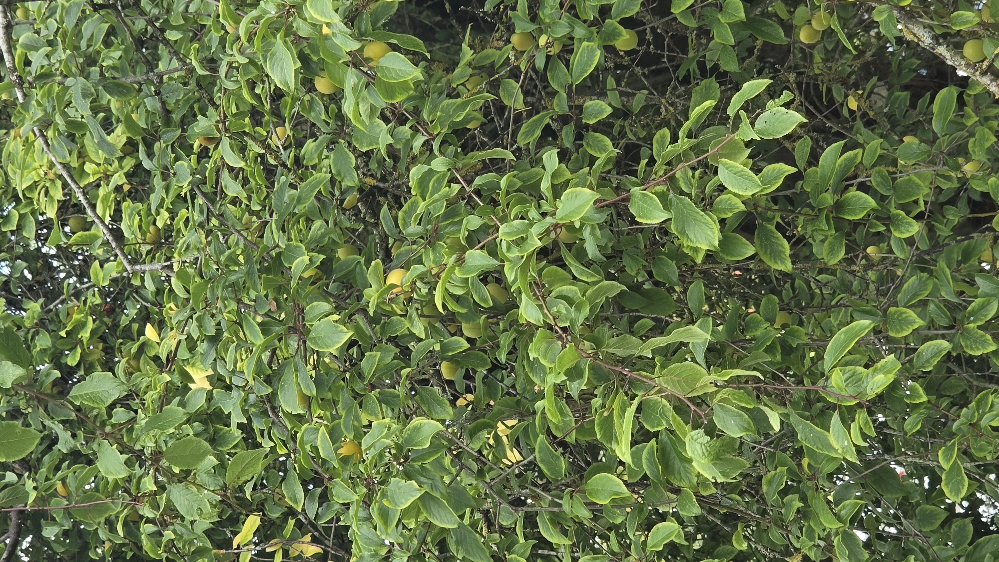 The image is a close-up, vertical shot of a dense green tree canopy, likely an orchard tree bearing small, round, yellow-green fruit. The leaves are varied in shade, with some appearing almost yellow, indicating they may be ripening or have a variegated pattern. The branches are thin and brown, forming a tangled network throughout the foliage. The fruit are scattered throughout the branches, some partially obscured by leaves. The overall impression is of a natural, somewhat overgrown scene. The image does not contain any people, buildings, or discernible urban elements, and therefore a specific location within Jūrmala, Latvia cannot be determined from the visual information provided.