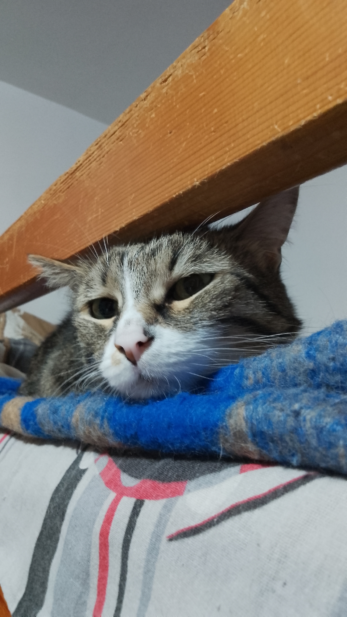 A close-up shot depicts a cat resting on a patterned bedding, a blue blanket between the cat and the bedding. The cat is grey and white, with a pink nose. A wooden beam is situated above the cat's head. The location is likely indoors in Yambol, Bulgaria.