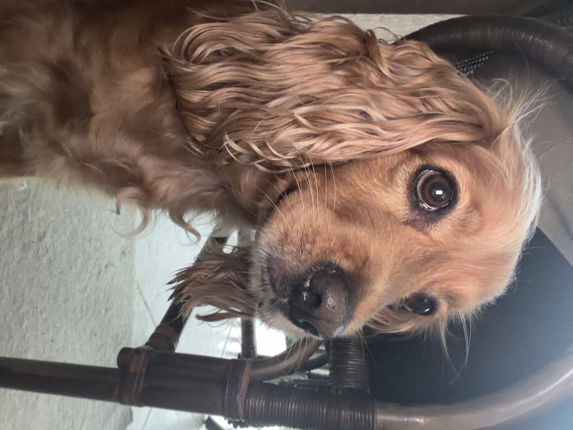 A golden-brown dog, likely a Cocker Spaniel, looks directly into the camera, its head tilted significantly to the side. The dog's fur is long, wavy, and a rich golden-brown hue, with some lighter, almost white, strands visible around its eyes and jawline. Its large, dark brown eyes are prominent, reflecting a light source, possibly a window, which adds depth to its gaze. The dog's nose is dark and appears moist. Its long, wavy ear fur frames its face. The dog appears to be resting its head on a dark, intricately woven or wicker piece of furniture, possibly a chair or basket, which occupies the lower and right portions of the frame. In the background, behind the dog's body, a light-colored, textured surface, possibly a floor or wall, is visible. The lighting is soft and natural, illuminating the dog's features. The dog's expression is curious and engaging, creating a sense of direct connection with the viewer. The overall scene suggests an indoor setting. No text is visible.