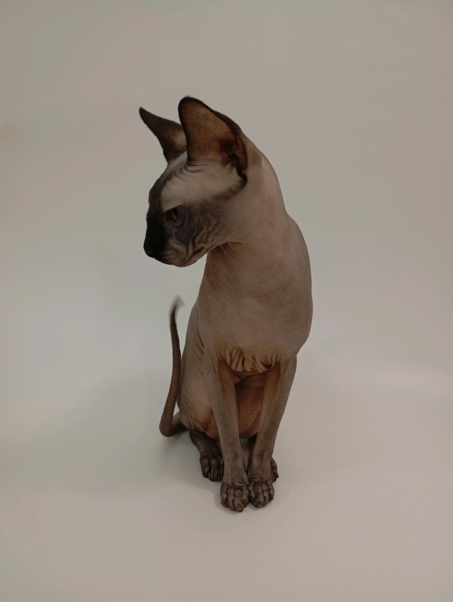 A sphynx cat is sitting in a studio against a white background. The cat is facing left with its head turned down and to the left. The cat has pinkish-grey skin with darker grey markings on its face and ears. It has a long tail that is curled around its body. The cat's paws are resting on the white surface.