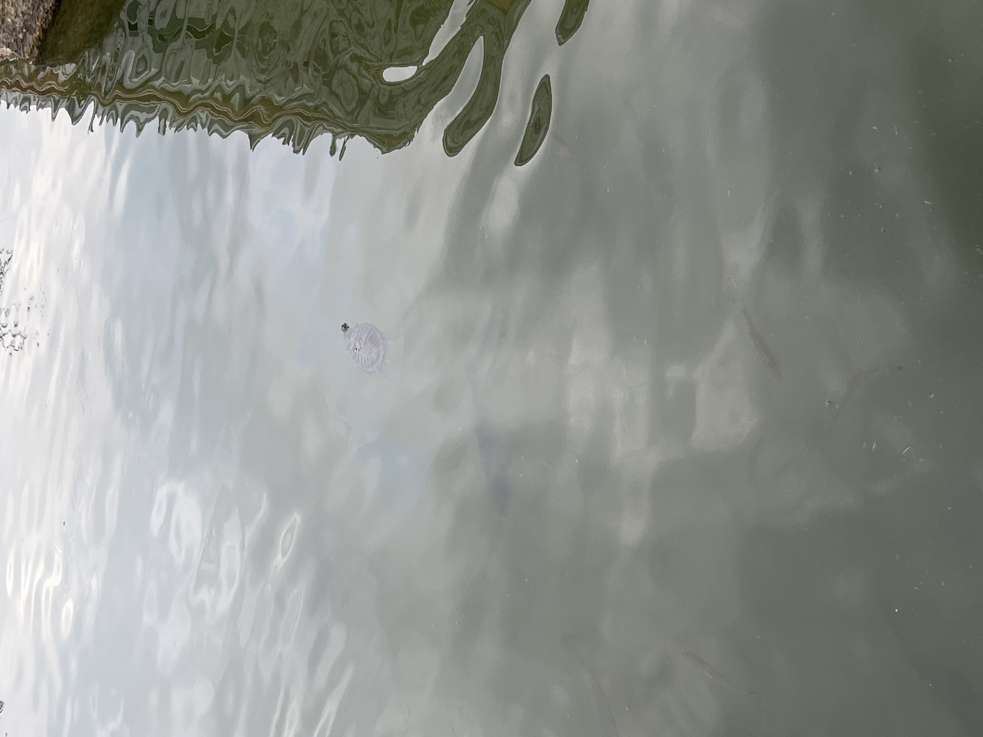 A turtle is swimming on the surface of a murky body of water. The water is disturbed by ripples, and reflections of clouds are visible on the surface. On the right side of the image, a reflection of a textured object, possibly a stone wall, is visible, with its distorted shape due to the water's movement. The scene appears to be in a natural or semi-natural environment, possibly a pond or a slow-moving river within the city of Argun, Russia.