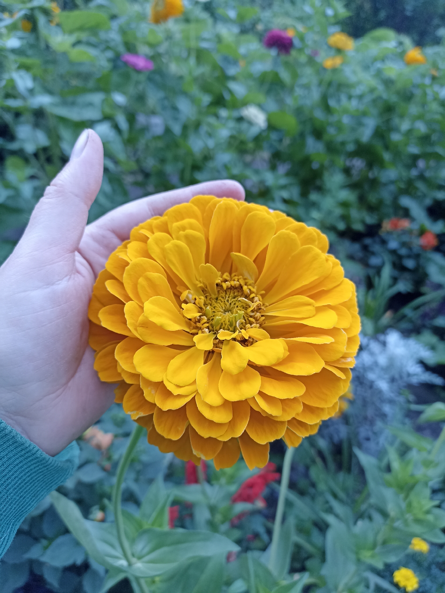 In Mochische, Russia, a person's hand, clad in a teal-colored sleeve, gently cradles a vibrant, multi-petaled yellow zinnia flower. The zinnia is the central focus, its dense petals radiating outwards. The background is a blurred garden scene, with hints of other flowers in various colors, including purple, orange, and red, interspersed with green foliage. The lighting suggests an overcast day or early morning/late evening.