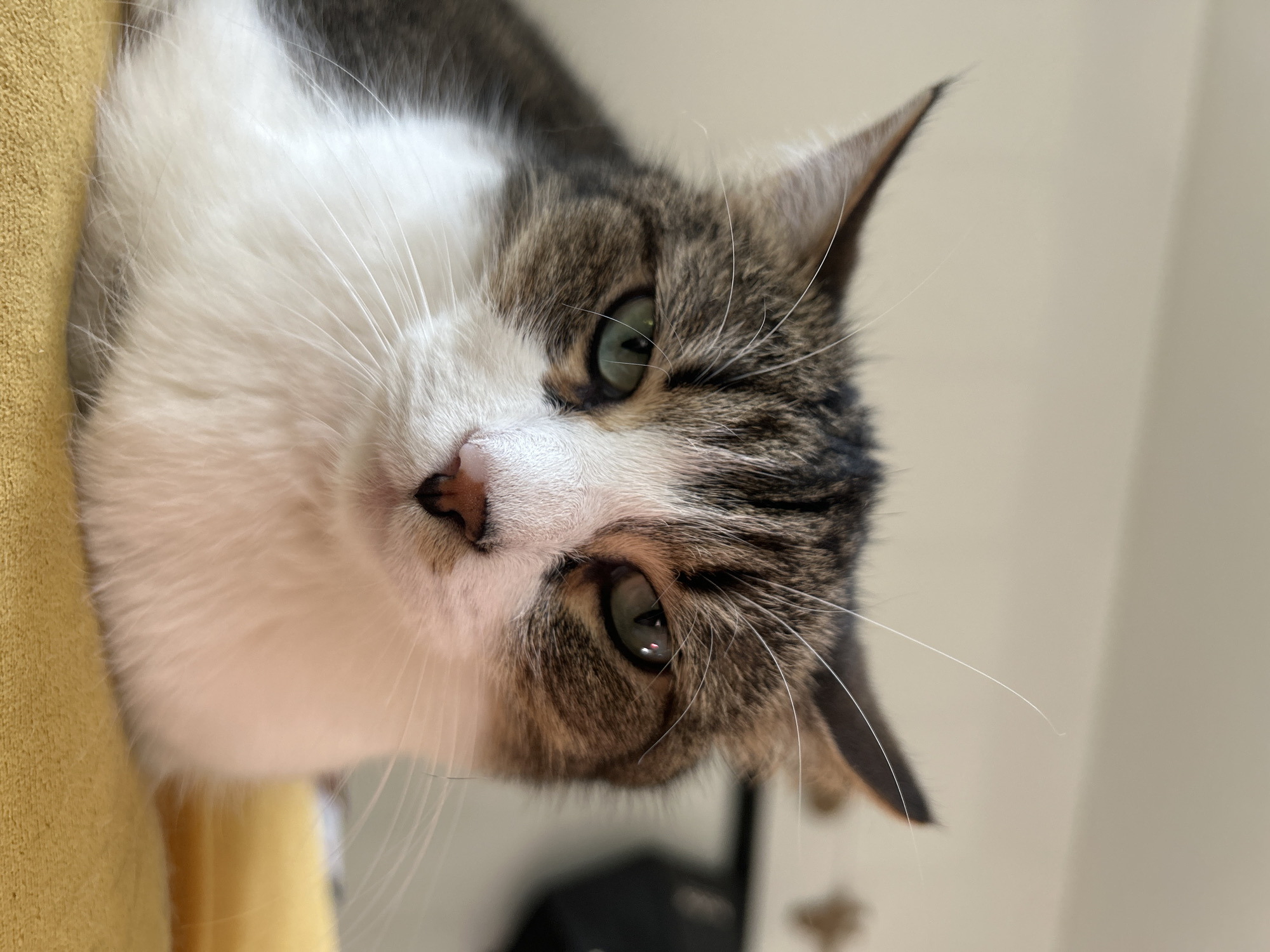 A close-up, eye-level, vertical, portrait-oriented photograph shows a domestic cat with tabby markings and white fur, sitting on a yellow textured surface, possibly a couch or blanket. The cat's face is the primary focus, with its green eyes looking directly at the camera. Its ears are slightly pointed upwards, and its whiskers are visible. The background is softly blurred, showing a neutral-colored wall and the suggestion of some objects. There is no indication of the city of Vilnius, Lithuania, or any urban elements in the image.