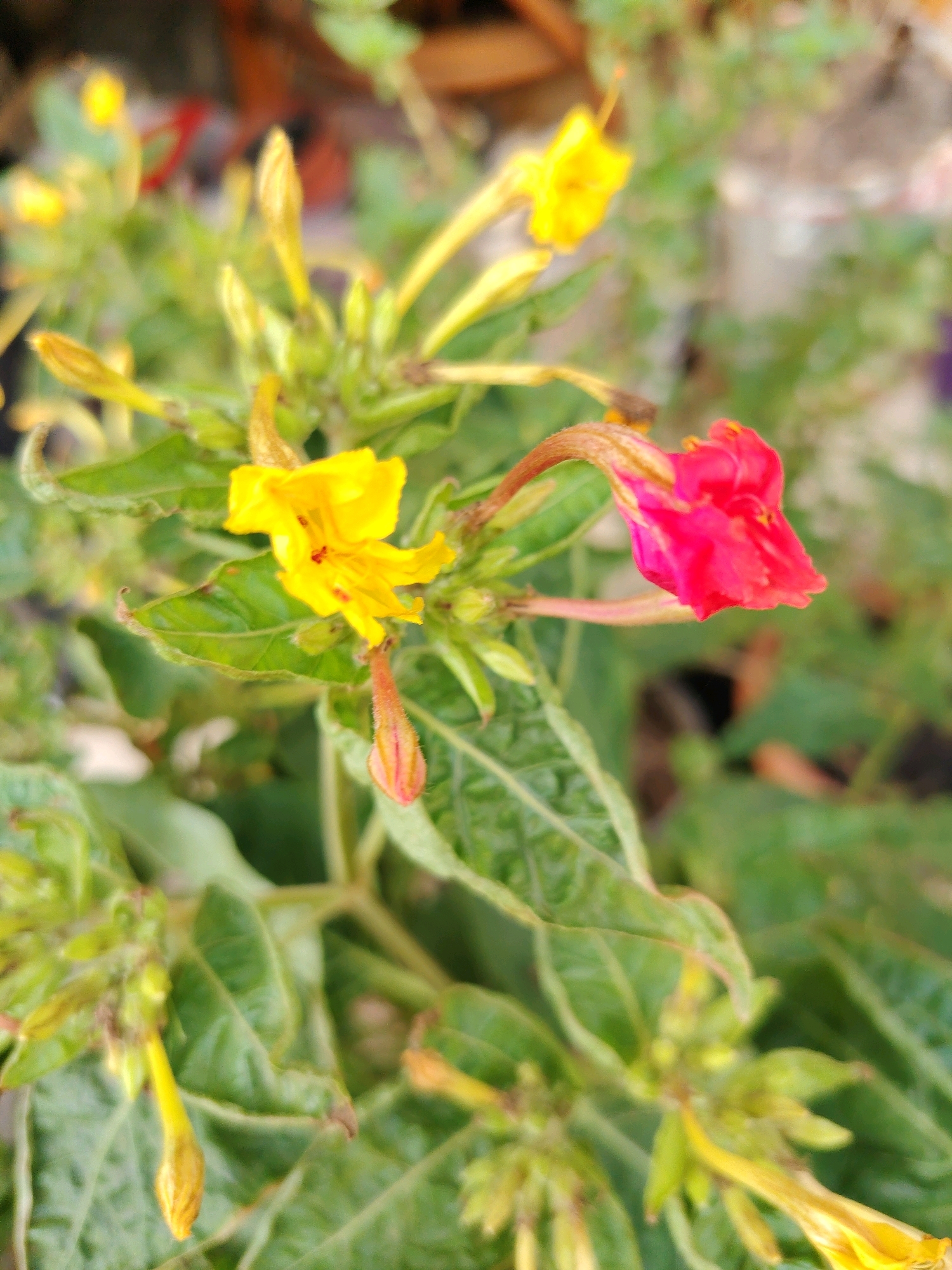 A close-up, eye-level shot captures a cluster of four o'clock flowers (Mirabilis jalapa) in the vicinity of Konyaaltı, Turkey. Two of the flowers are fully bloomed, one a vibrant yellow and the other a striking fuchsia pink. These are complemented by two buds, one a pale orange with a fuzzy texture, and another a lighter shade of yellow. The flowers are nestled amongst lush green leaves, some of which show slight signs of wilting. The background is a soft blur of green foliage and earthy tones, suggesting a garden or natural setting. The lighting is natural and diffused, highlighting the vibrant colors of the blooms.