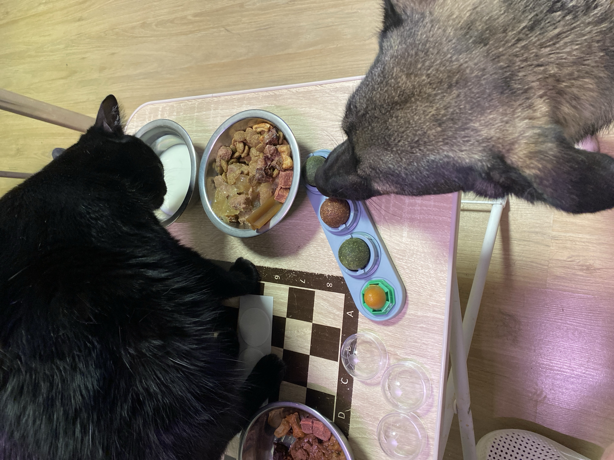 A black cat and a brown/gray dog are on either side of a small, light-colored table. The cat is positioned to the left of the table and is next to a bowl of white liquid, possibly milk. To the right of the cat is a bowl of mixed dog food. A dog is sniffing a light blue cat toy. The table is covered with a checkered pattern and has small transparent bowls positioned in the lower right corner. The location is Chaikovsky, Russia.