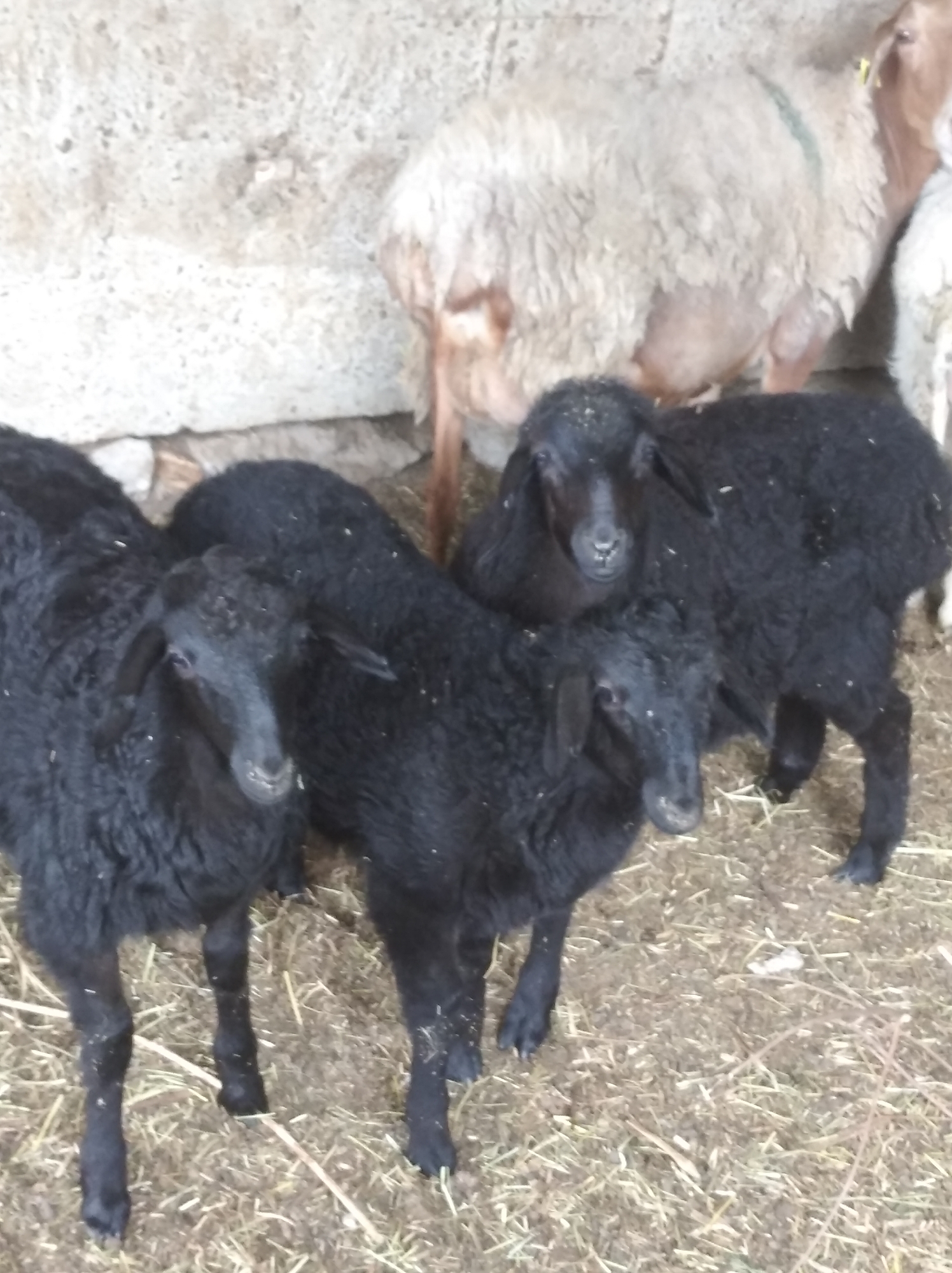 The image depicts a group of sheep in an indoor enclosure. In the foreground, three black sheep are clearly visible, one facing forward with its head turned to the left, and another facing slightly to the right. A third black sheep is partially visible behind them. In the background, a light-colored sheep, possibly an adult, is standing. The ground is covered with straw and dirt. The wall behind the sheep appears to be made of rough, textured material. There are no people or any indications of the city of Kygali, Kazakhstan in the image.