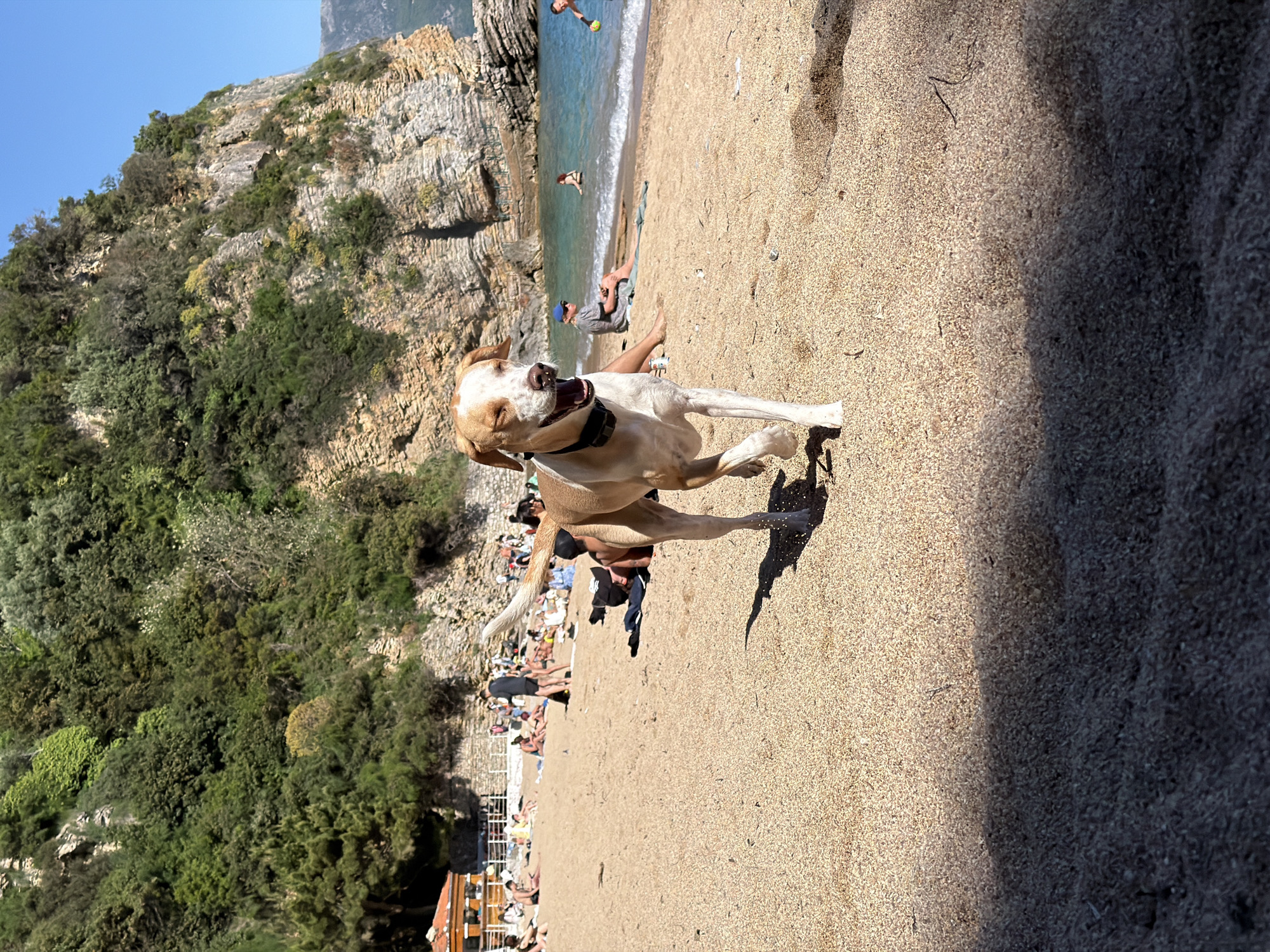 A vibrant beach scene in Budva, Montenegro, unfolds under a clear blue sky on a sunny day. In the foreground, a medium-sized dog with light brown and white fur and floppy ears is captured in mid-stride, running enthusiastically on the sandy beach. Its mouth is open, suggesting excitement or panting, and it wears a dark collar.
The beach itself is busy with numerous people enjoying the sunshine. Some individuals are visible near the water's edge; one person is playing in the clear, turquoise sea, appearing to throw a yellow ball, while another is relaxing on a towel on the sand. A man in a blue cap, dark t-shirt, and shorts is seated on the sand, partially obscured by the running dog. Further down the beach, more people are scattered, some relaxing under what appear to be beach shelters or umbrellas, others sunbathing on the open sand.
The background is dominated by dramatic, steep rocky cliffs densely covered in lush green Mediterranean vegetation, characteristic of the Montenegrin coastline. The bright sunlight casts strong shadows on the sand, indicating a clear, bright day, likely mid-morning to late afternoon. The overall atmosphere is lively and joyful. No visible text is present in the image.