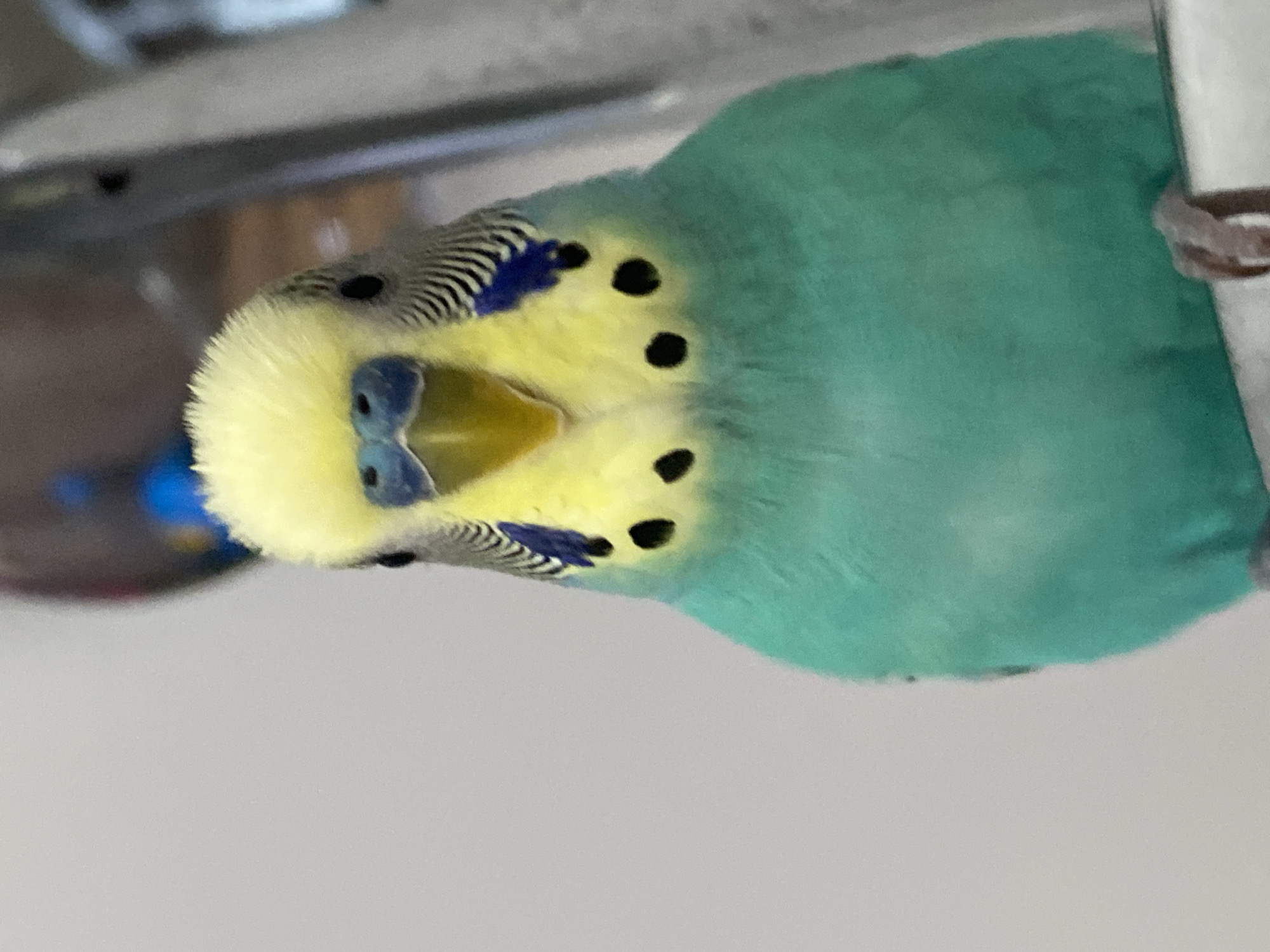 A close-up shot focuses on a turquoise and yellow parakeet perched on a metal structure. The parakeet's head is tilted, showcasing its distinctive markings. Black spots dot the yellow feathers near its beak and neck. The background is indistinct, appearing to be a mix of metal and a neutral-colored wall. The setting is otherwise unidentifiable.