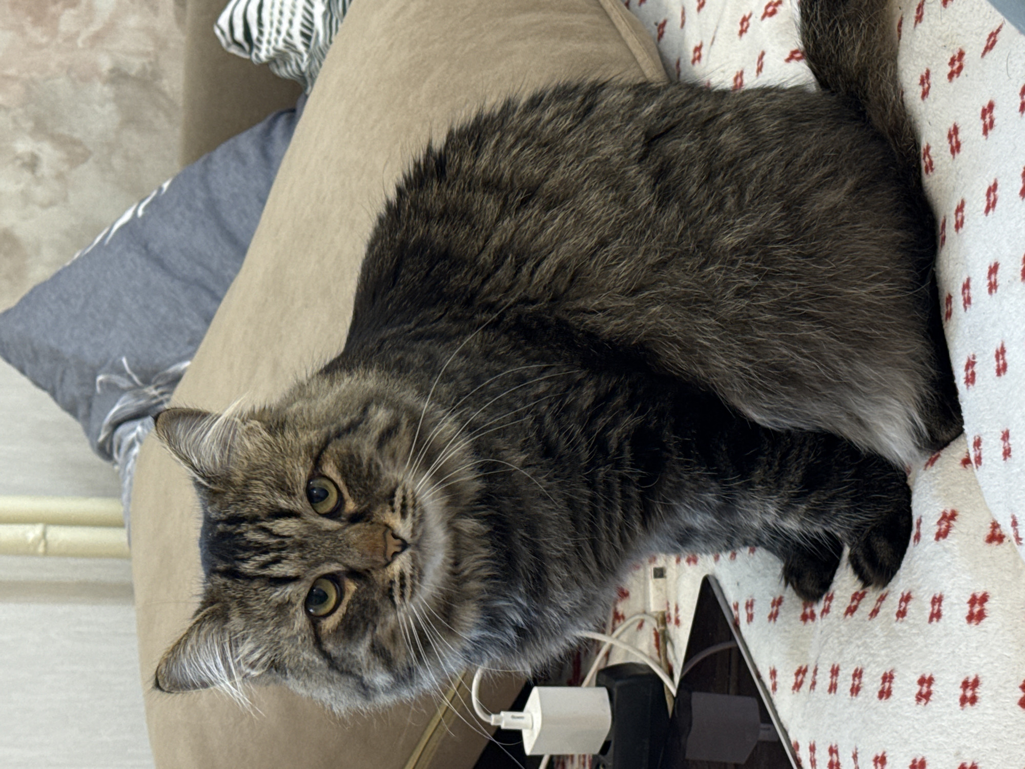 A long-haired tabby cat is lying on a patterned white cushion atop a tan upholstered surface, possibly a couch or armchair. A grey pillow is partially visible to the left, along with a striped textile. Below the cat is an electronic device, possibly a tablet or laptop, with a white power adapter and charging cable plugged into it. The cat is looking towards the camera with its golden eyes. The location is unknown and cannot be determined from the image, therefore, I cannot confirm the city of Perm, Russia.