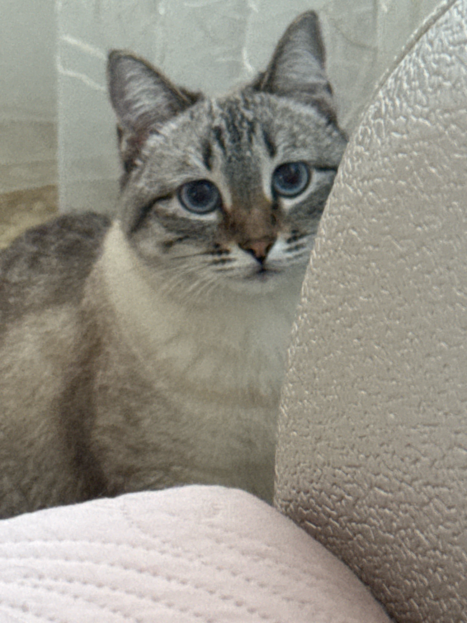 A close-up, eye-level shot shows a Siamese mix cat with blue eyes peeking from behind a textured, beige object, possibly a piece of furniture. The cat's fur is light grey with darker tabby markings on its head and body. The background is blurred and appears to be a pale grey, possibly a wall or curtain. The foreground features a soft, pink, textured surface, likely a cushion or blanket. The image is grainy and shows a slight shift in color balance, leaning towards cool tones. There is no discernible urban environment or specific location in Ufa, Russia.