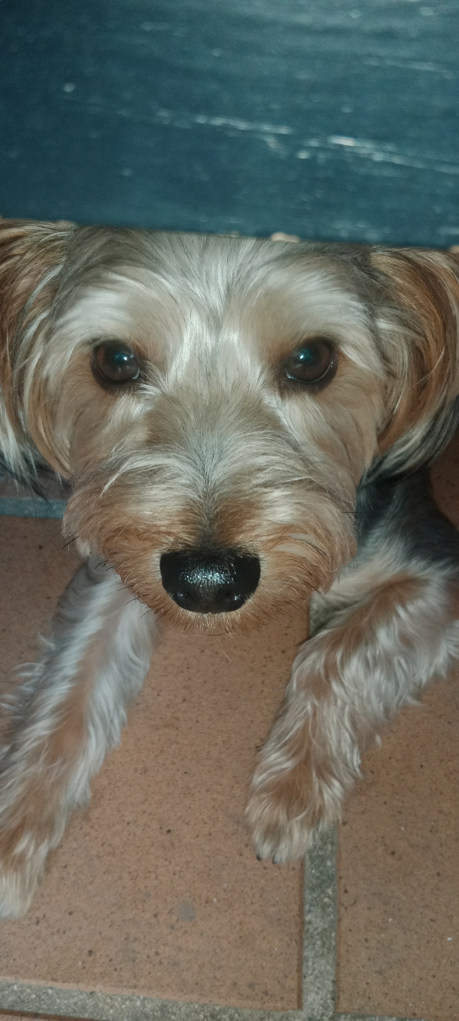 A close-up, vertical shot shows a Yorkshire Terrier's face, looking directly at the camera. The dog's fur is a mix of tan, grey, and white. Its dark brown eyes are alert, and its black nose is wet. The dog's front paws, covered in long, fluffy fur, rest on a terracotta-tiled floor. Above the dog's head, a dark, textured surface, possibly a shelf or table, is visible, suggesting an indoor or covered outdoor setting in Galapagar, Spain.