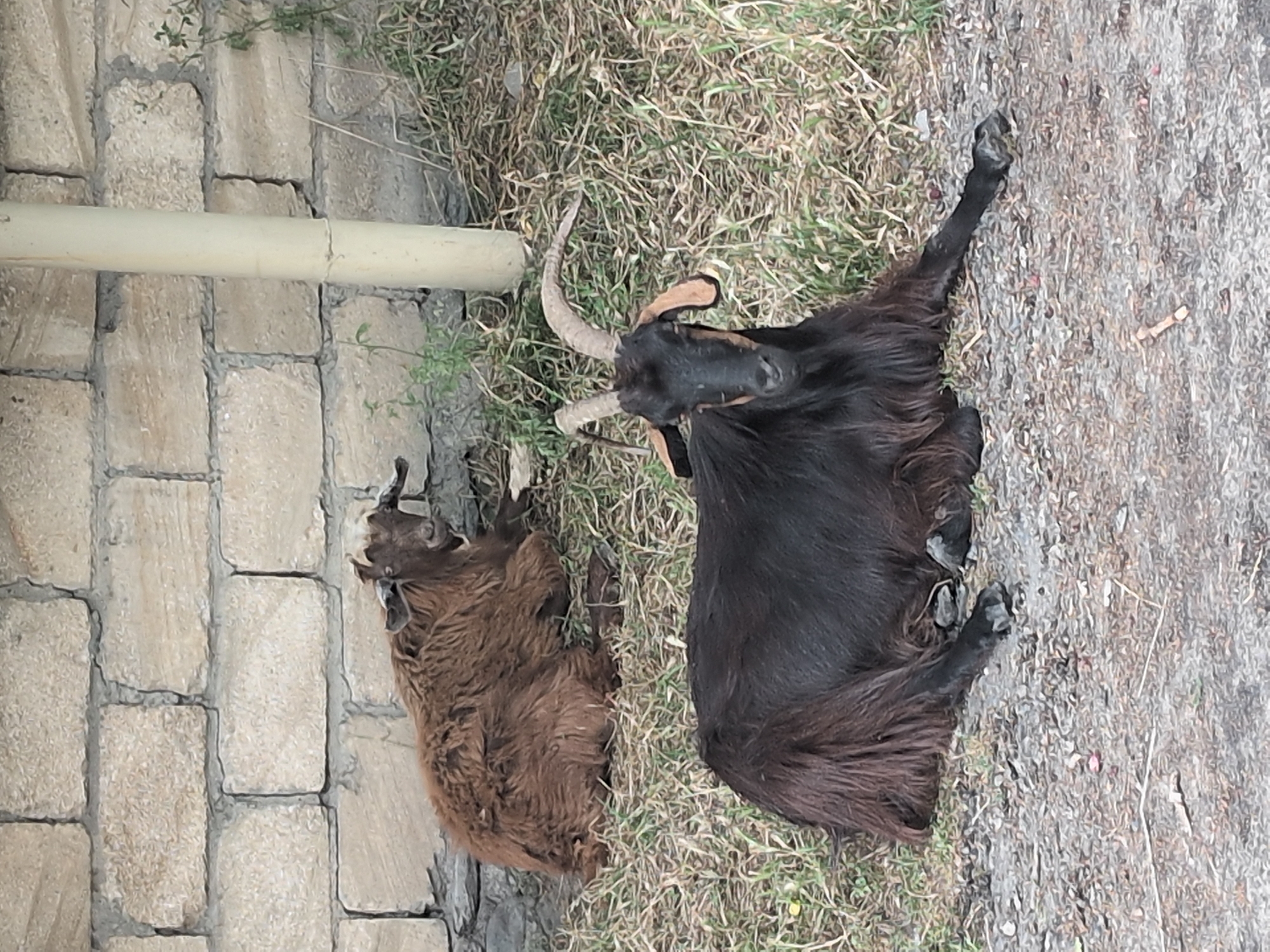 Two goats are resting in front of a low, rough-hewn stone wall in Gabala, Azerbaijan. The goat in the foreground is black with long, shaggy fur and curved horns. It is lying down, facing the camera. Behind it, to the left, a smaller, brown goat is also lying down, facing mostly away from the camera. The ground is covered in dry grass and dirt, with a light-colored pipe standing vertically to the right of the goats. The scene appears to be outdoors in a rural or semi-rural setting.