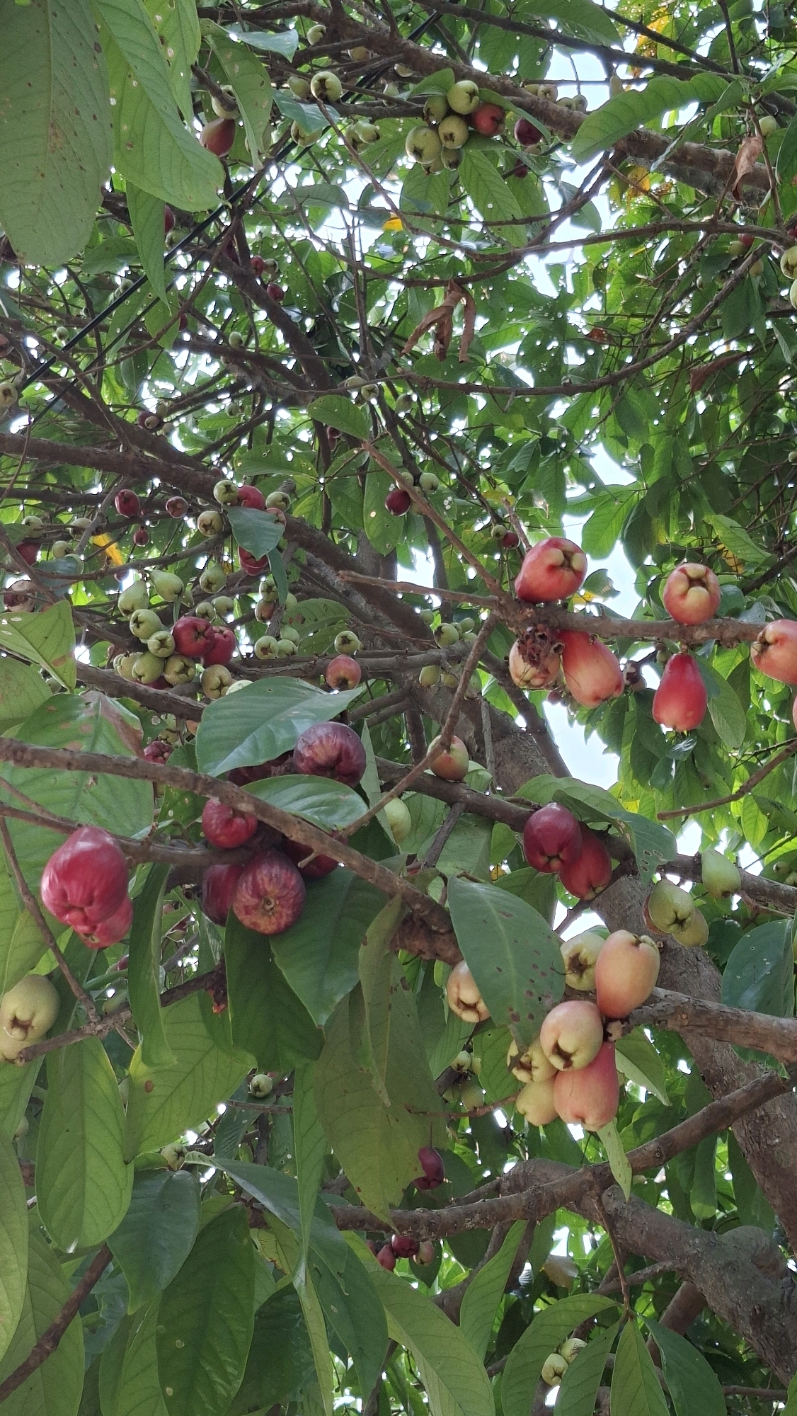 The image shows a close-up view of a tree laden with rose apples, a type of fruit, in Palembang, Indonesia. The tree branches are thick and brown, covered in lush green leaves and numerous fruits in various stages of ripeness. The rose apples are predominantly pink and red, with some appearing lighter, almost white or green, indicating they are still developing. They are clustered together on the branches, some hanging in small bunches. The background is filled with more foliage and glimpses of the sky, suggesting an outdoor setting. The lighting suggests it is daytime, with sunlight filtering through the leaves. The image appears to be taken from a low angle, looking up into the tree. There are no people or animals visible in the frame. The scene is typical of a fruit-bearing tree in a tropical or subtropical environment, likely in a garden or orchard within Palembang.