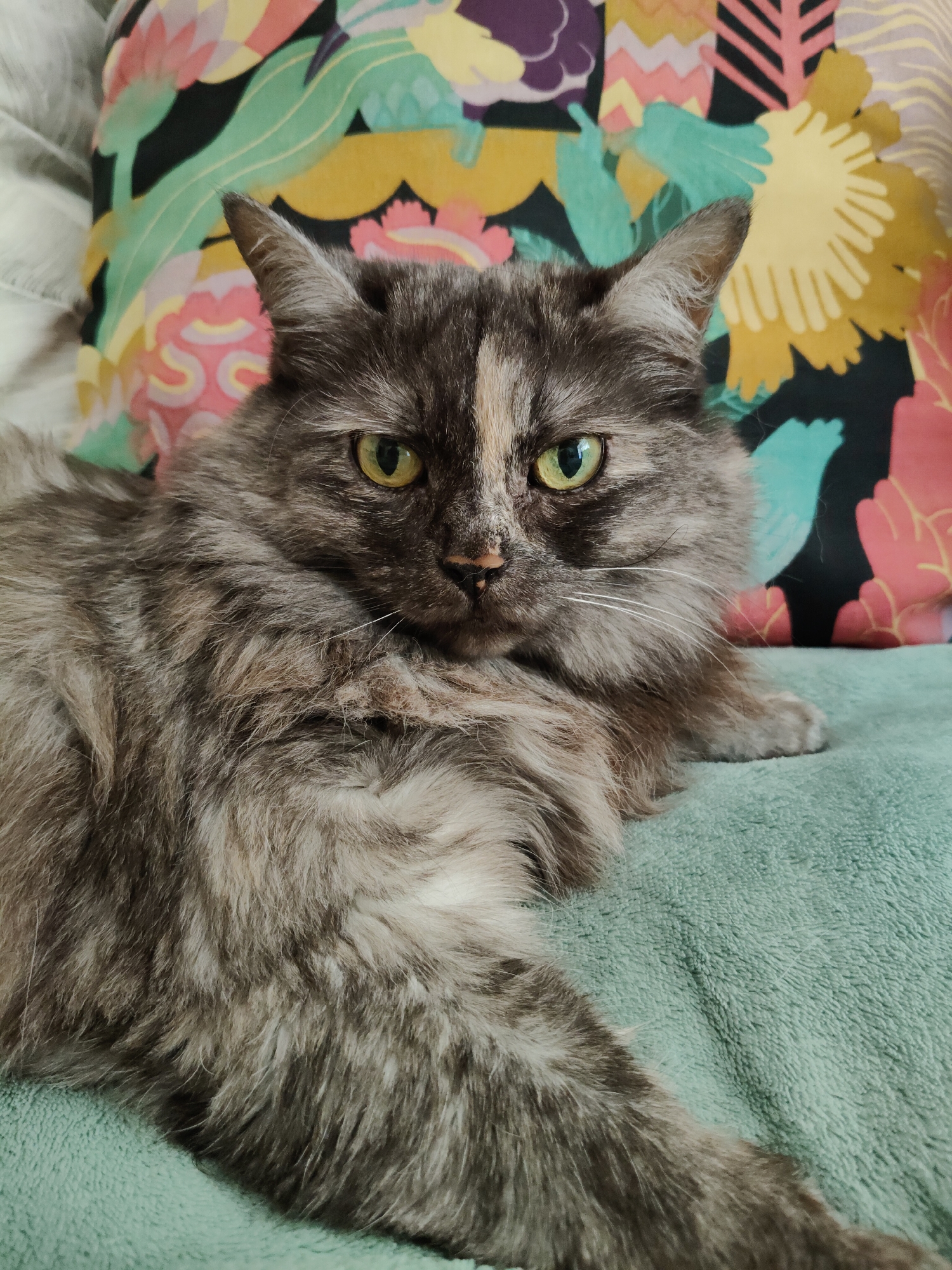 A medium shot photo shows a fluffy, grey tabby cat lying on a teal-colored, textured blanket. The cat has bright green eyes and is looking directly at the camera. Behind the cat is a pillow with a colorful, floral pattern in shades of pink, yellow, green, and black. The background is slightly out of focus. There are no people or specific landmarks visible that would indicate a location in Bol'shoye Kozino, Russia.