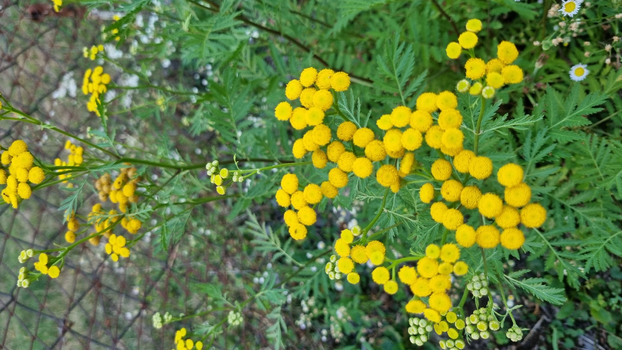 The image shows a close-up view of yellow tansy flowers (Tanacetum vulgare) with feathery green leaves, set against a blurred background of a wire fence and other vegetation. The flowers are clustered in rounded heads, and some are still in bud. The scene is outdoors, likely in a natural or semi-natural setting within the city of Berehove, Ukraine. There are no people or animals visible in the image, and no specific actions are taking place. The lighting suggests it might be daytime.