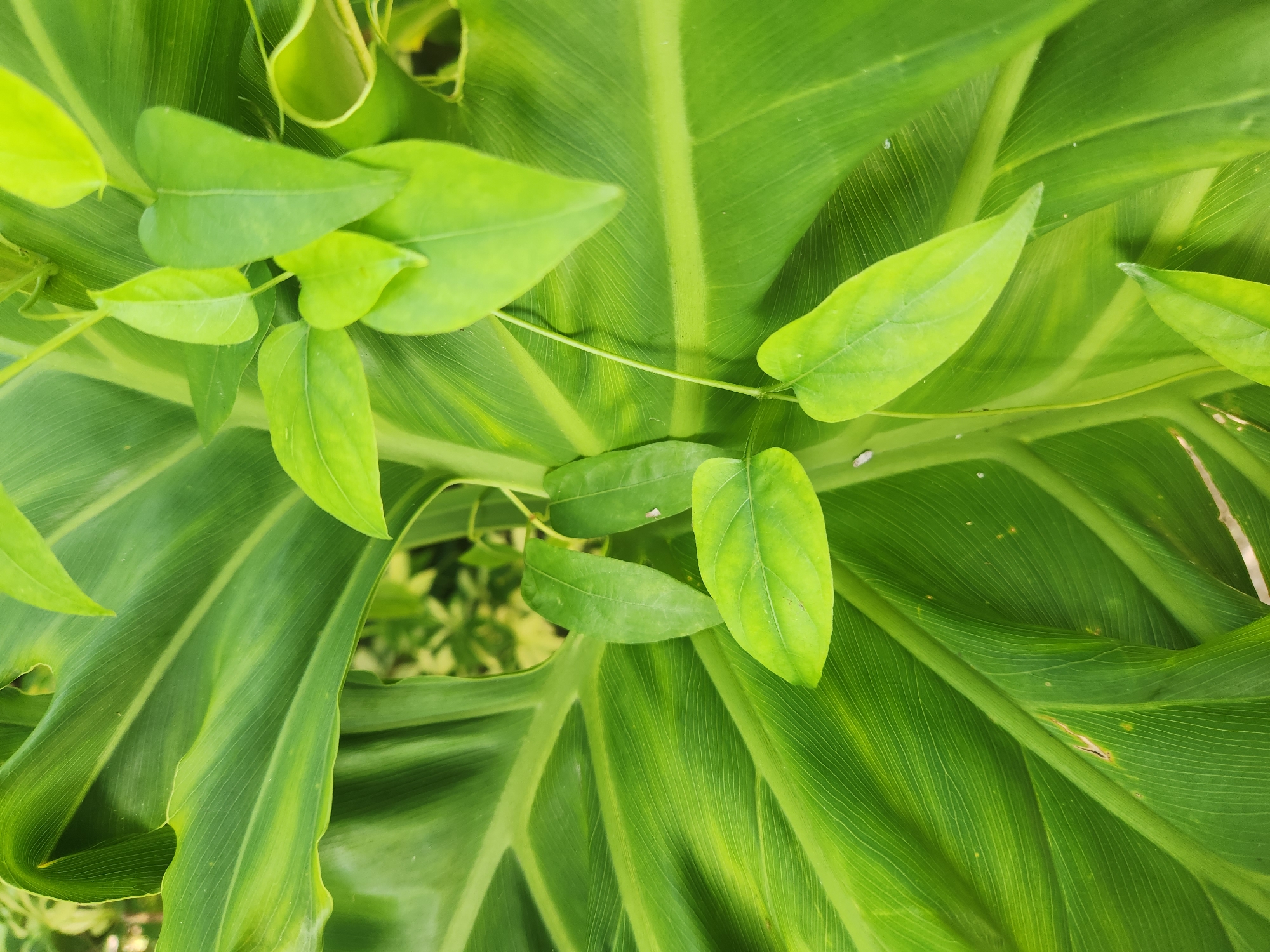 The image displays a close-up, top-down view of vibrant green foliage. The dominant feature is a large, broad leaf with prominent, parallel veins running its length, creating a textured surface. Superimposed on this larger leaf are several smaller, heart-shaped leaves in a brighter, lighter shade of green, appearing to be part of a different vine or plant growing on or near it. The lighting suggests an outdoor environment, possibly a garden or park, with soft, diffused light illuminating the leaves. No people, animals, or man-made objects are visible. The scene is entirely natural, focusing on the interplay of light and shadow on plant life. The location is identified as Altamonte Springs, United States of America.