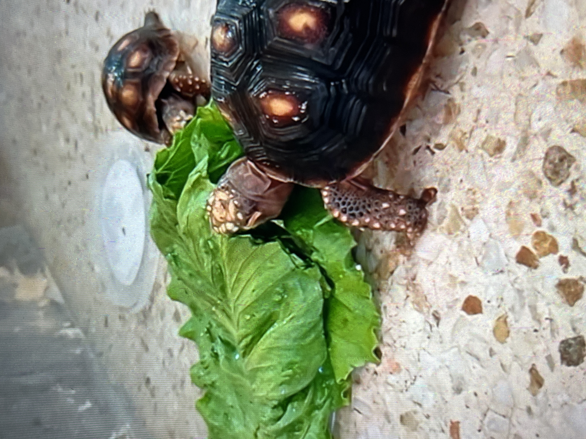 The image, located in Tinaquillo, Venezuela, depicts two tortoises positioned on a light-colored, speckled floor. In the foreground, a larger tortoise with a dark, domed carapace featuring prominent orange-yellow circular markings on its scutes is partially visible, facing left. Its head is extended towards a pile of vibrant green lettuce leaves, which appear fresh and have visible water droplets. The tortoise's exposed skin and legs exhibit a textured, scaly pattern. A smaller tortoise is situated behind and slightly to the right of the larger one, also facing the lettuce. Its shell is similar in coloration but appears less distinctly marked. In the background, a blurry, light-colored area suggests an enclosure wall or floor extending upwards, with a white, circular object, possibly a lid or shallow dish, visible to the left. The scene is digitally captured and exhibits visible pixelation artifacts.