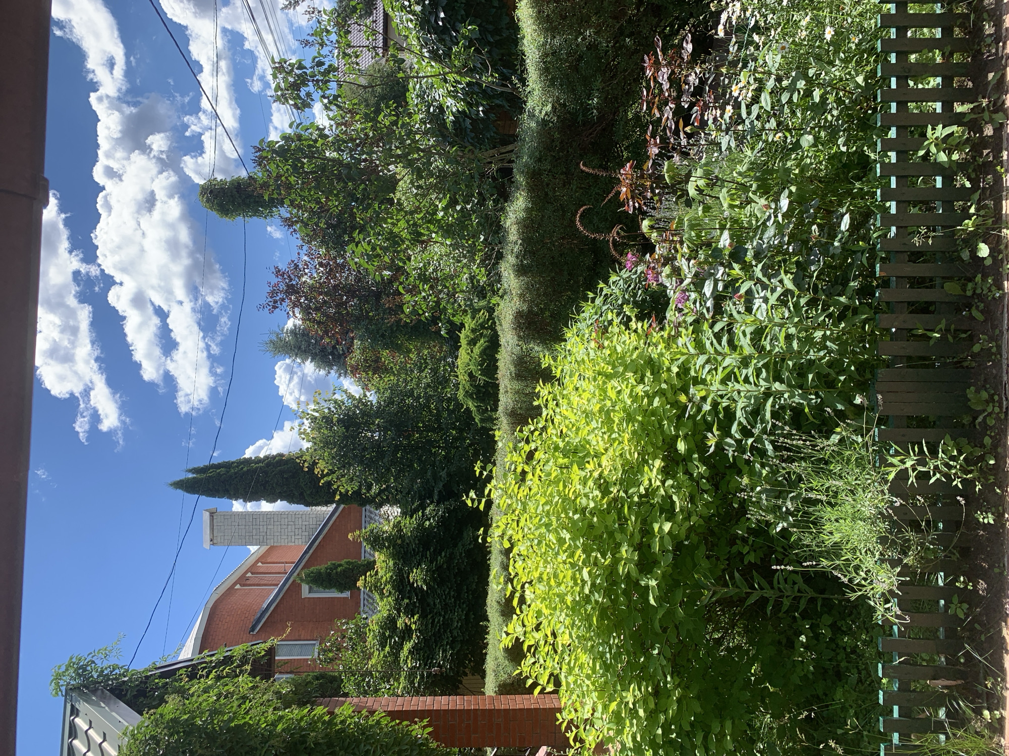This is a vertically oriented, eye-level, outdoor shot of a lush garden on a sunny day. The sky is a vibrant blue, dotted with fluffy white clouds. In the foreground, a variety of green plants and trees dominate the scene. A bright green bush with light-colored leaves is prominently featured on the right. Behind it, a wooden fence with a green, weathered finish runs along the edge of the garden. Various other plants with darker green leaves, and some with reddish-purple foliage, fill the midground.
To the left of the garden, a red-brick house with a white-capped chimney is visible. The roof is tiled and appears to be red. There are windows on the house, and some greenery is growing on its side. A tall, slender evergreen tree stands next to the house, reaching towards the sky. The scene suggests a residential backyard.
Power lines are visible stretching across the sky, and a tall, slender evergreen tree is seen in the background. The lighting indicates it is daytime, likely late morning or early afternoon, given the bright sunlight and clear sky. The overall mood is peaceful and vibrant, evoking a sense of a well-maintained garden in its prime. There is no visible text in the image.
