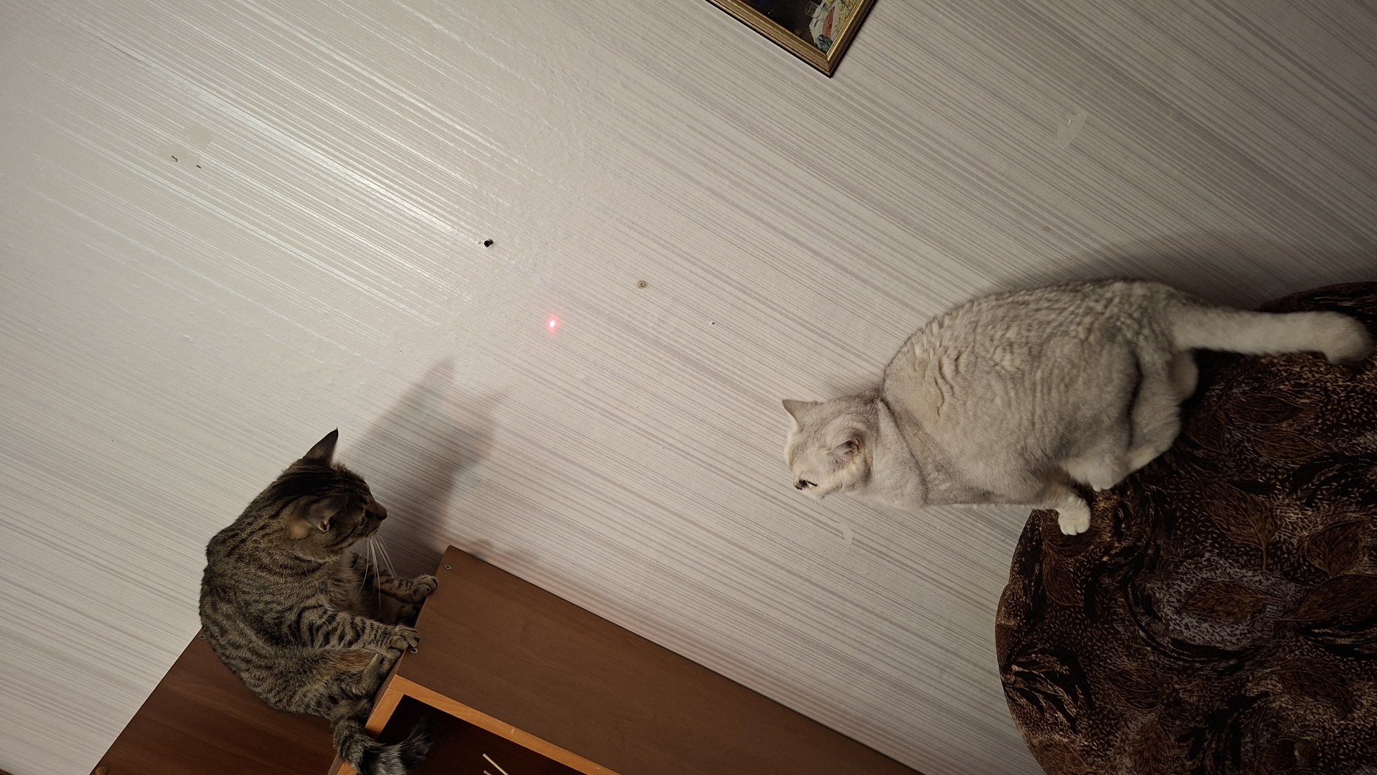 This image depicts two cats indoors. The cat on the left, a tabby, is perched on a wooden shelf, looking downwards. On the right, a lighter-colored cat, possibly a British Shorthair, sits on a patterned cushion and gazes upwards at a red laser dot on the wall. The wall has a textured, striped wallpaper. A framed picture is visible on the far right of the wall. The image was taken at an angle, with the floor appearing to tilt upwards. The location of Забалоцкі сельскі Савет, Belarus, is mentioned as the context for this scene.