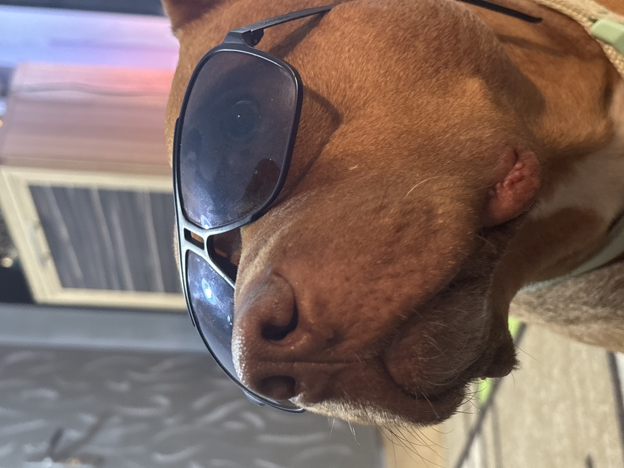 A close-up, slightly rotated image features a reddish-brown dog wearing dark sunglasses, positioned in what appears to be an indoor setting. The dog's head occupies the majority of the frame, presented from a low angle looking upwards, or the image itself is tilted. The dog's fur is short and a warm reddish-brown hue.
The prominent object is a pair of black-framed sunglasses with dark, reflective lenses, resting on the dog's snout and above its eyes. The brand "CARRERA" is faintly visible on the temple of the sunglasses in one of the cropped hints. The dog's dark, textured nose is visible below the lenses, along with whiskers around its muzzle. A light-colored collar is partially seen around its neck on the right side of the frame.
A notable detail is a distinct, pinkish, raised growth or bump on the dog's cheek or temple, near where an eye would be, on the right side of the image. The dog's expression is obscured by the sunglasses, giving a humorous or "cool" appearance.
The background is blurred, showing soft light gradients and indistinct shapes. These include what might be furniture or an appliance with a grill-like pattern, and areas of muted pink and purple light, suggesting artificial indoor lighting or reflections. The activity depicted is a posed portrait of the dog. There are no specific cues within the image itself to confirm the location as Sofia, Bulgaria, beyond the provided context.