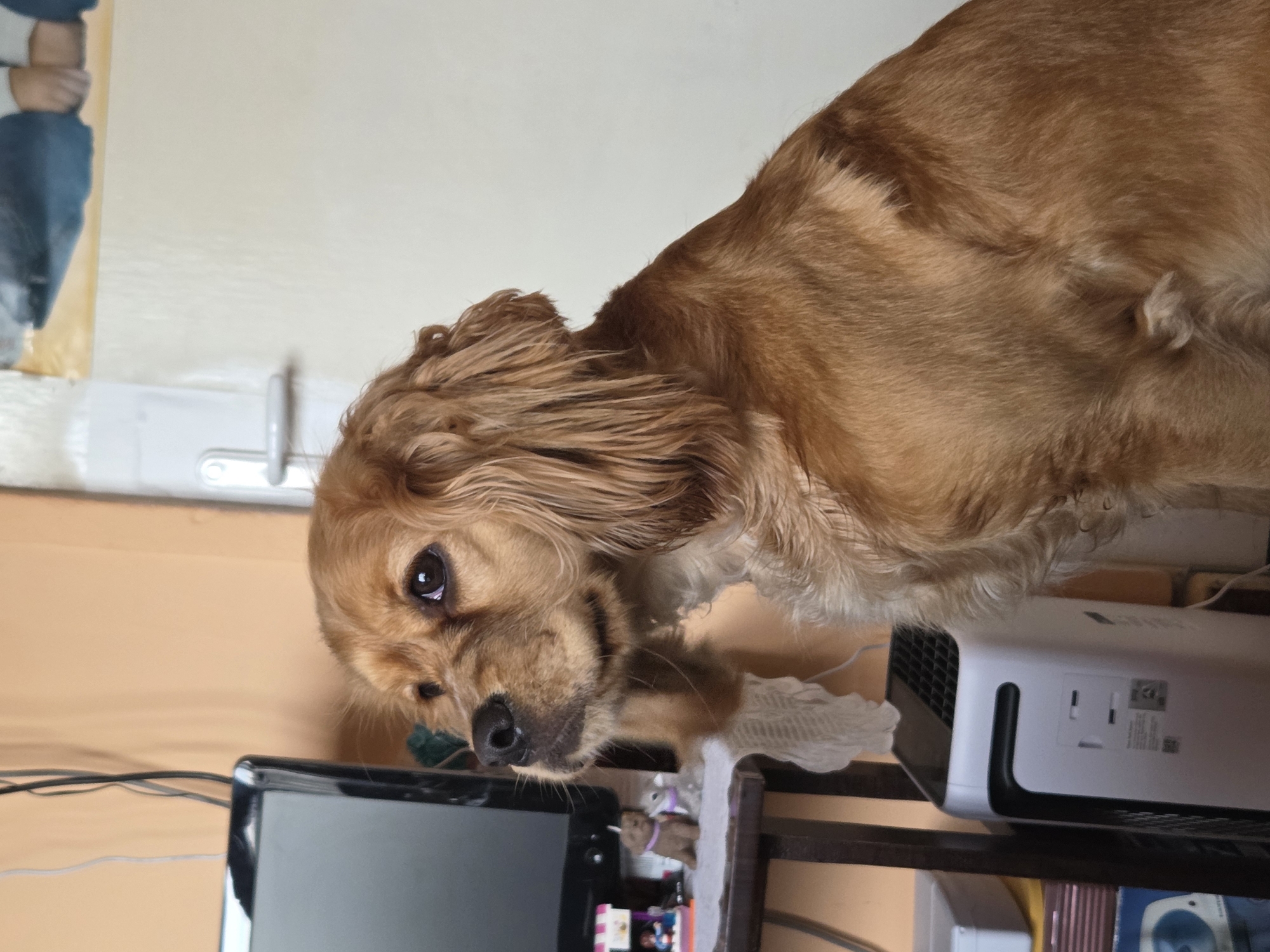 A medium shot shows a tan cocker spaniel dog in an indoor setting. The dog, positioned in the center of the frame, is looking at the camera with its head tilted to the left. Its long, floppy ears are a distinctive feature. A black computer monitor is visible at the bottom-left of the frame, with wires trailing behind it. A white air purifier is situated to the right of the dog. The wall in the background is a light peach color. The scene is cluttered with various objects on a shelf below the dog and air purifier, including what appears to be a small stuffed animal and various other miscellaneous items. The lighting is ambient and appears to be from a nearby window, but is consistent throughout the scene.
There is no information in this image to establish its location in Pleven, Bulgaria.
