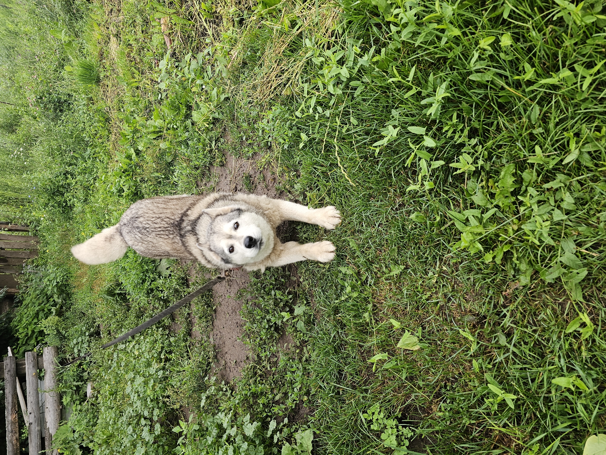 A husky dog is in a playful pose on a grassy area. The dog is medium-sized with a thick coat of grey and white fur. It has a black nose and intelligent brown eyes. The dog's front paws are on the ground, while its hindquarters are raised slightly, with its tail held high. The background consists of lush green grass, some dirt patches, and a wooden fence in the distance. The scene appears to be an outdoor setting in a rural area, possibly a backyard or a park in Kalinovka, Russia.