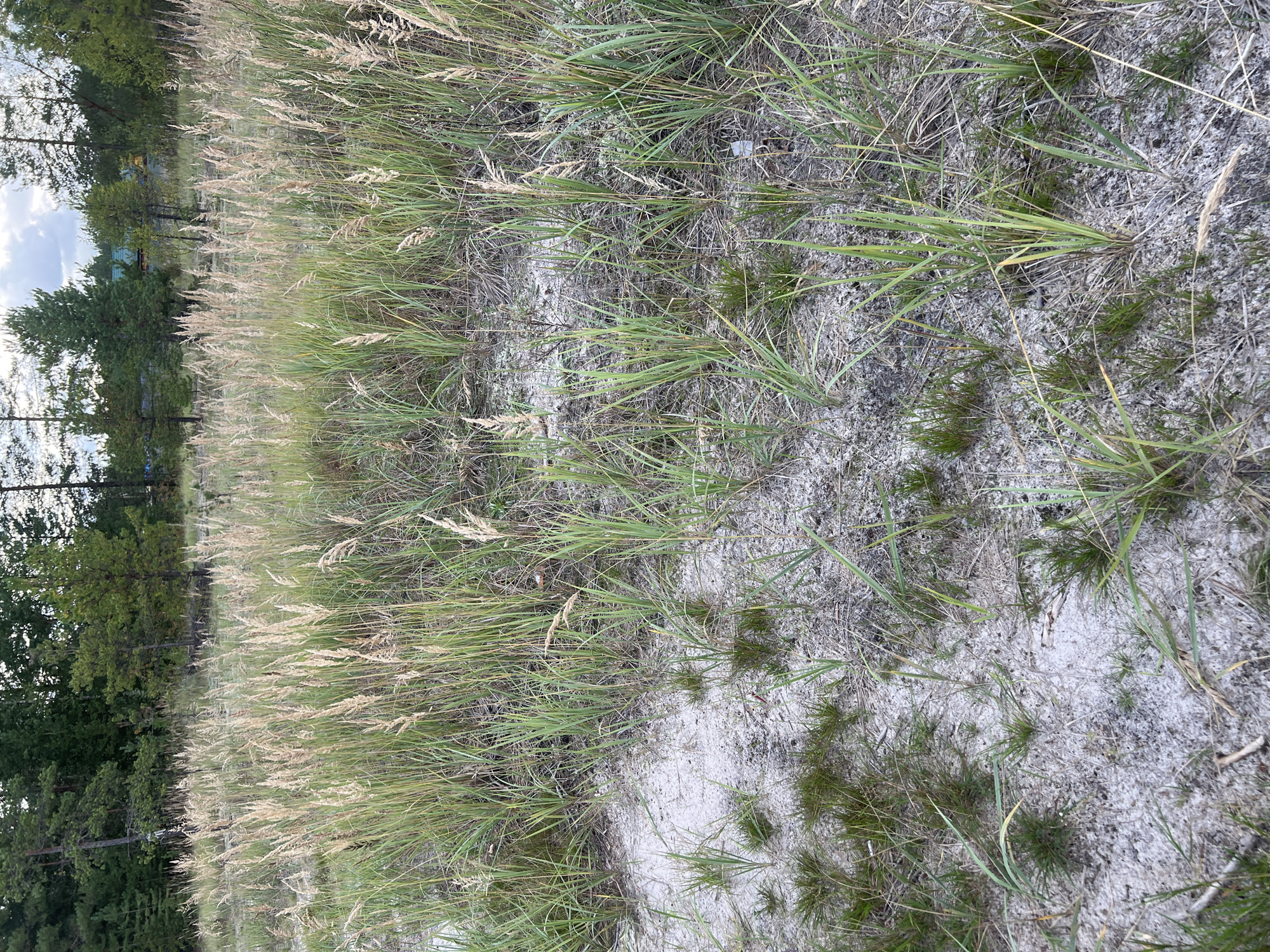 This is a ground-level, medium-shot photograph of a sandy area with sparse, dry grass and some green vegetation, likely located in a suburban or semi-rural area of Surgut, Russia. In the background, a dense line of coniferous trees forms a natural border, with glimpses of a few low-rise buildings or structures visible through the trees. The sky is overcast. The foreground is dominated by sandy soil with scattered clumps of grass. The overall impression is of a wild or semi-wild, undeveloped landscape.