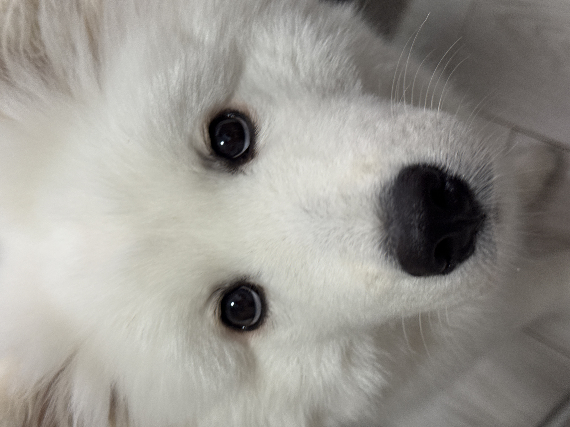 A close-up photograph shows the face of a white dog with fluffy fur. The dog has dark, round eyes and a large, black nose. Whiskers are visible on the right side of the nose. The background is out of focus and appears to be a light gray surface, possibly a floor. The image does not contain any information to determine its location in the city of Chaikovsky, Russia.