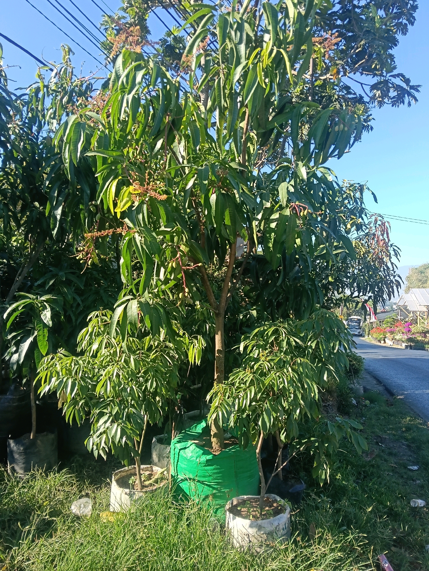 The image shows a roadside scene in Gudangkahuripan, Indonesia, featuring several potted mango trees of varying sizes. The trees are lush green, with some bearing small green fruits and flower clusters. The largest tree is in the center, with smaller trees surrounding it, some in white pots and others in black or green fabric bags. The background reveals a paved road with a white bus traveling away from the camera, a line of colorful flowers along the roadside, and buildings with tin roofs. Utility wires are visible against a clear blue sky. The ground is covered in grass, with some scattered debris. The overall impression is that of a nursery or roadside market selling young fruit trees.