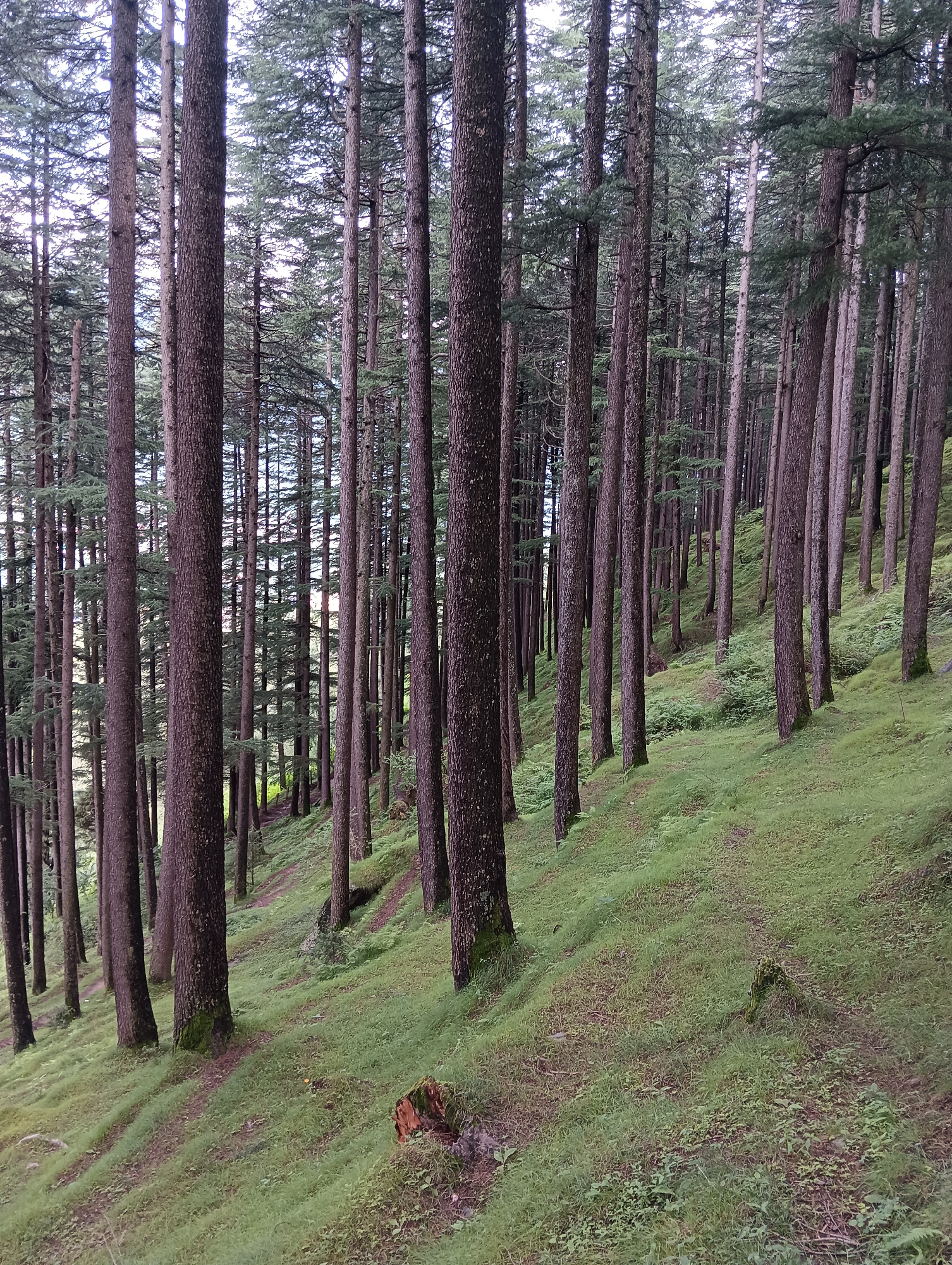 The image depicts a dense pine forest in Chhyal, India, with numerous tall, straight pine trees with rough bark. The ground is covered in lush green grass and moss, with a winding dirt path visible in the middle ground. The terrain is sloped, with the trees growing on an incline. Sunlight filters through the canopy, creating a dappled effect on the forest floor. There are no people or animals visible in the image. The overall impression is one of a serene and natural environment.